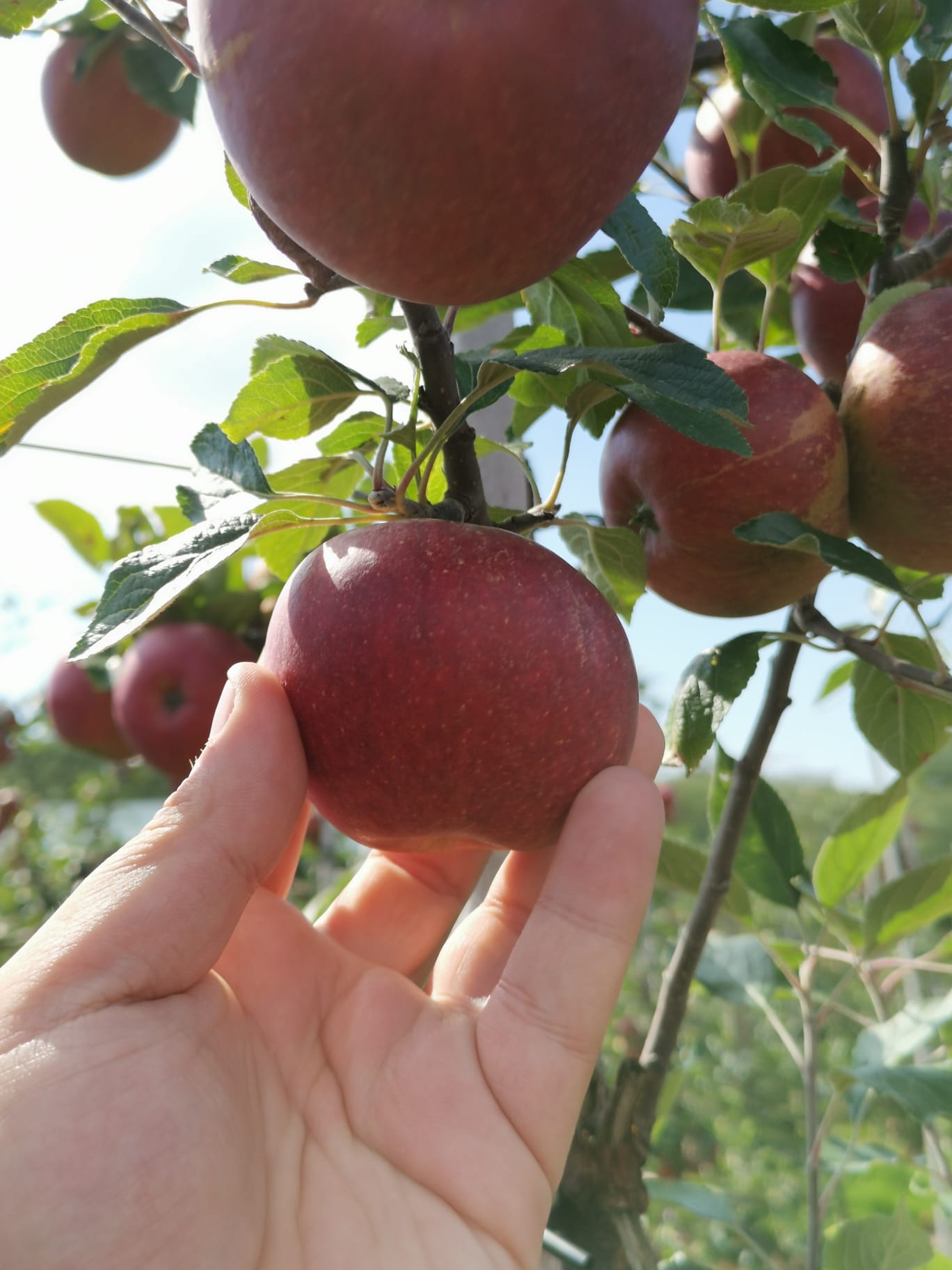 Apfel am Bodensee Erntereif 