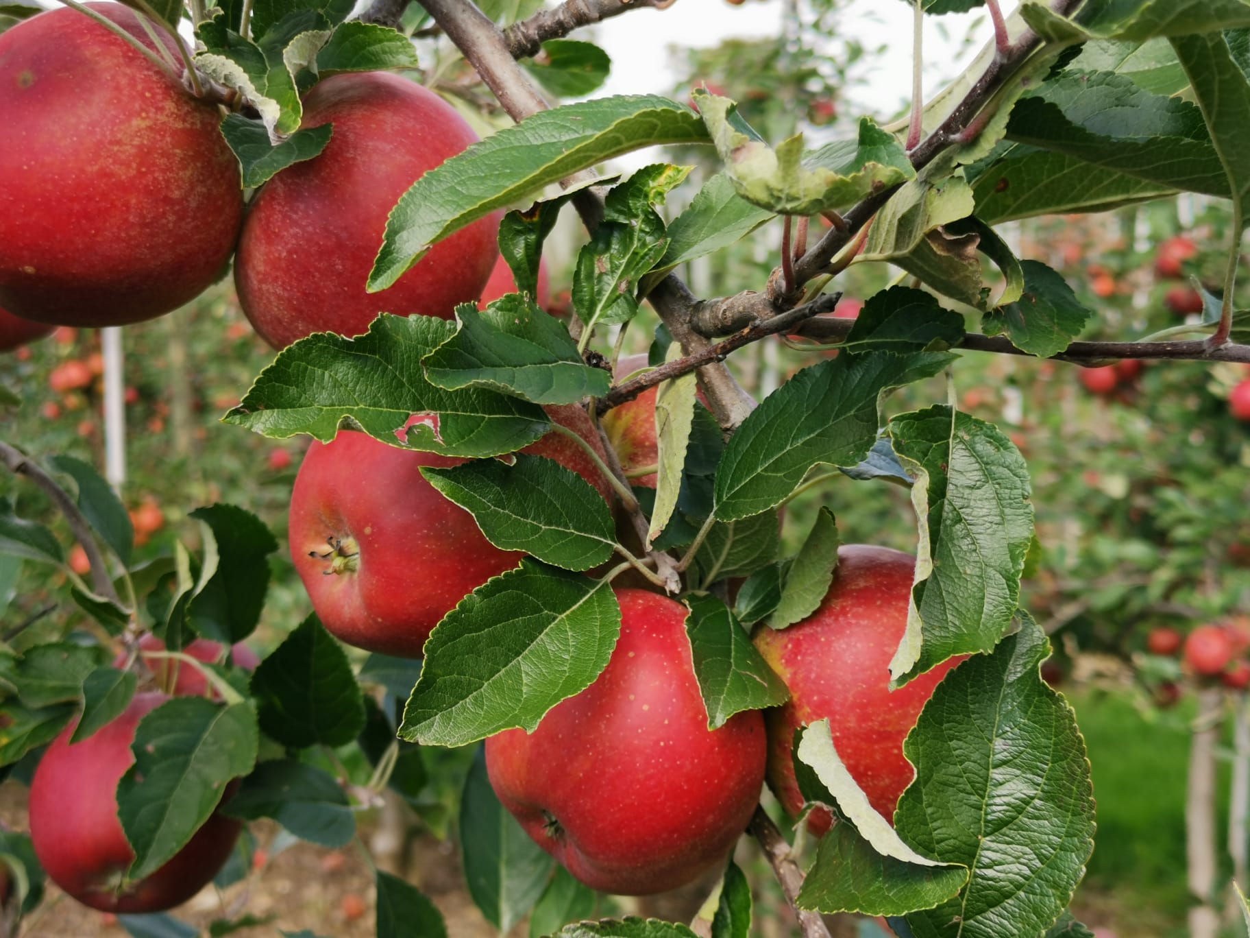 Äpfel am Bodensee