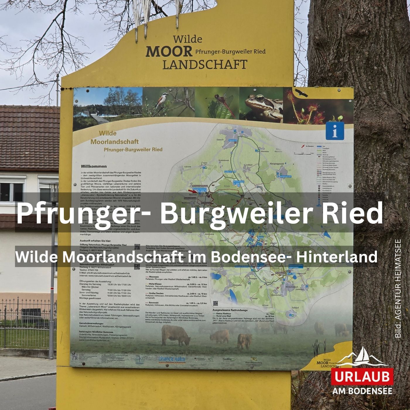 Pfrunger Burgweiler Ried Karte