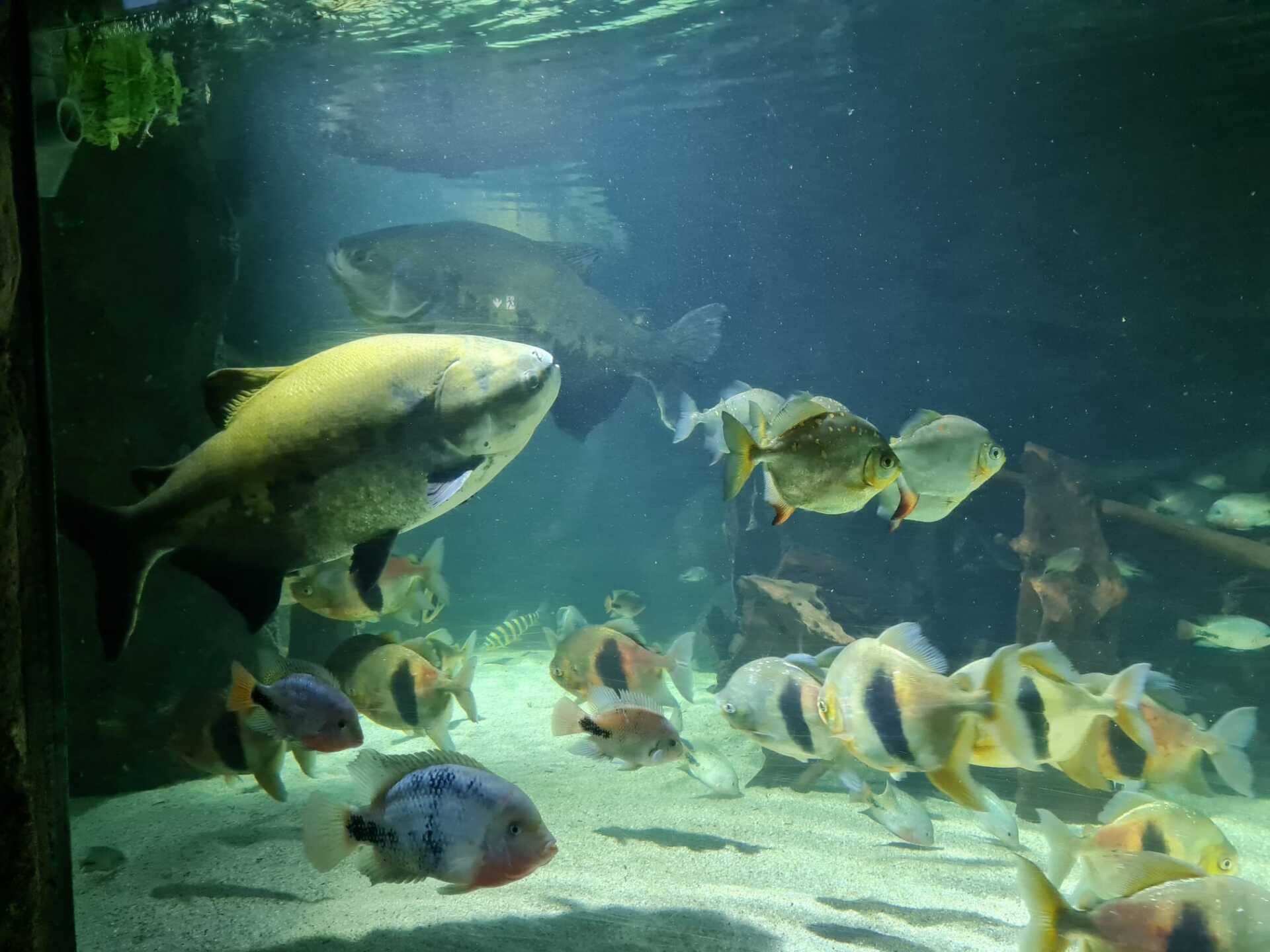Sealife Konstanz am Bodensee 