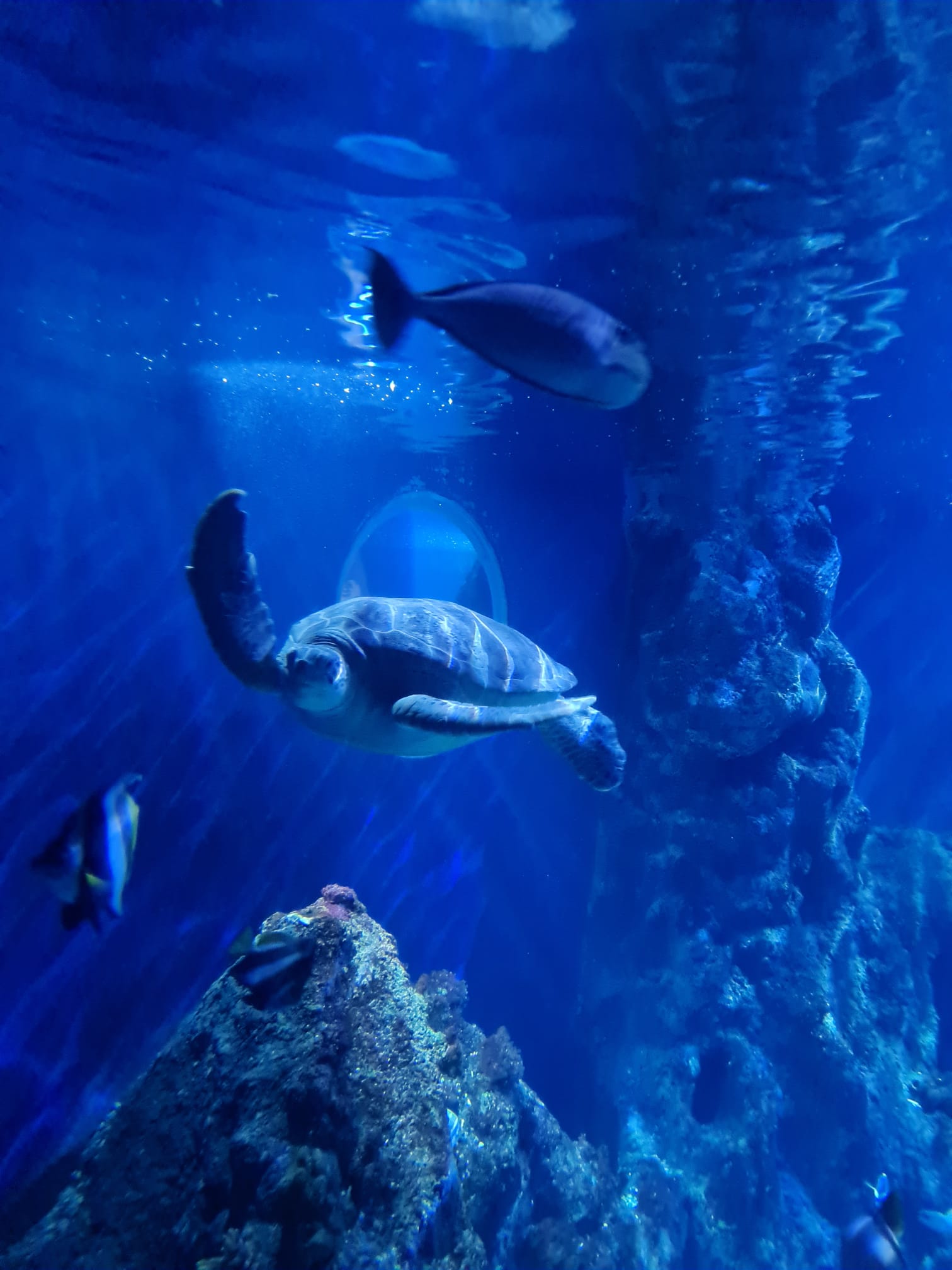 Sealife Konstanz am Bodensee 
