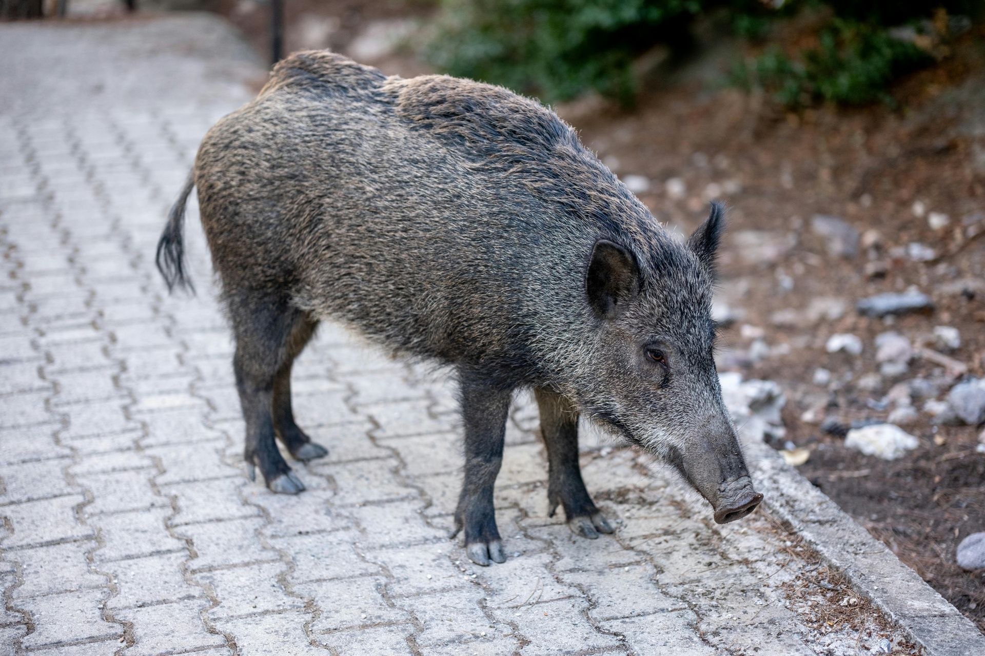 Wildschein Wildpark 