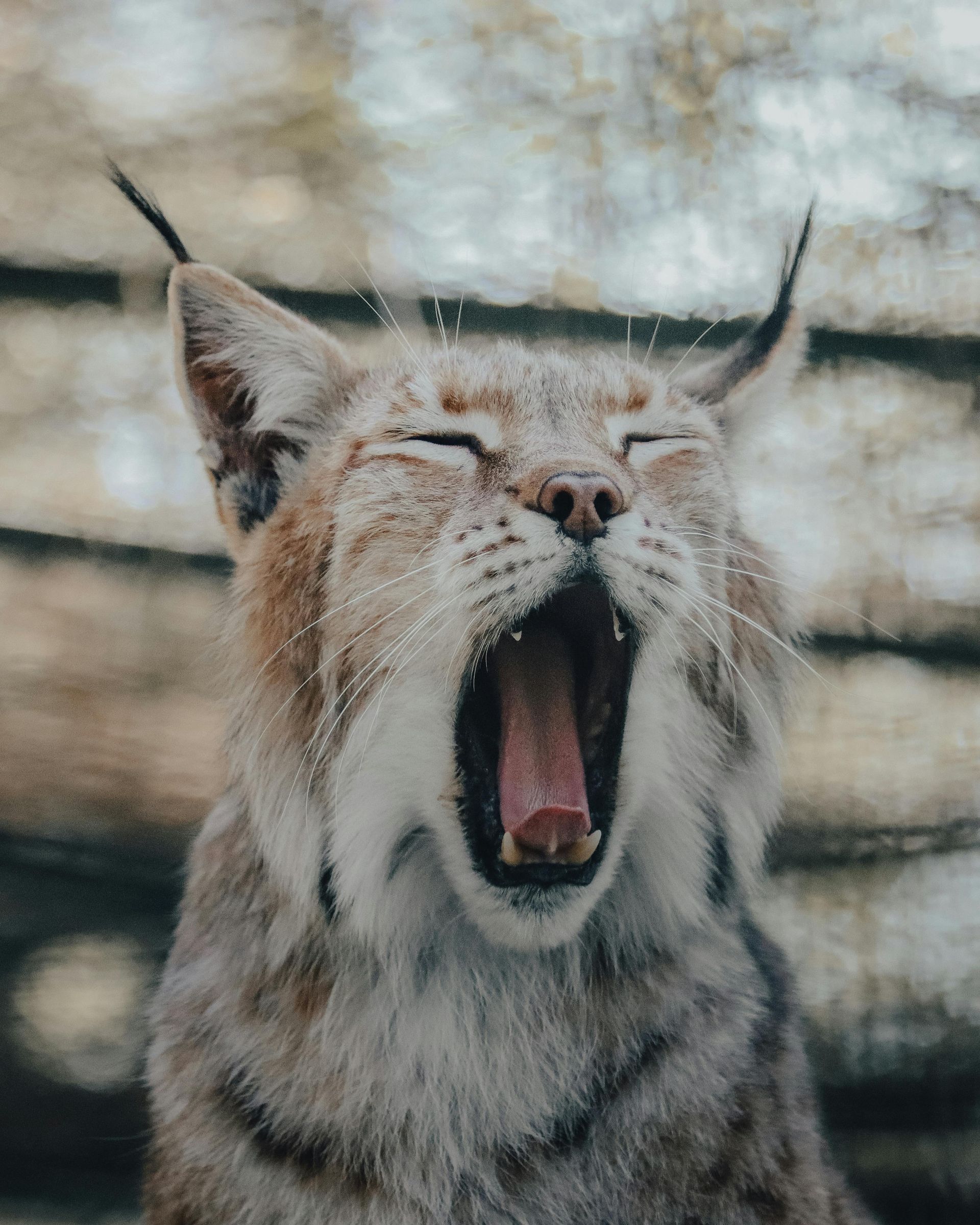 Luchs