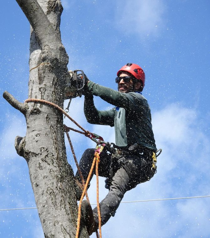 Arborist in red helmet using a chainsaw to cut a tree branch against a blue sky