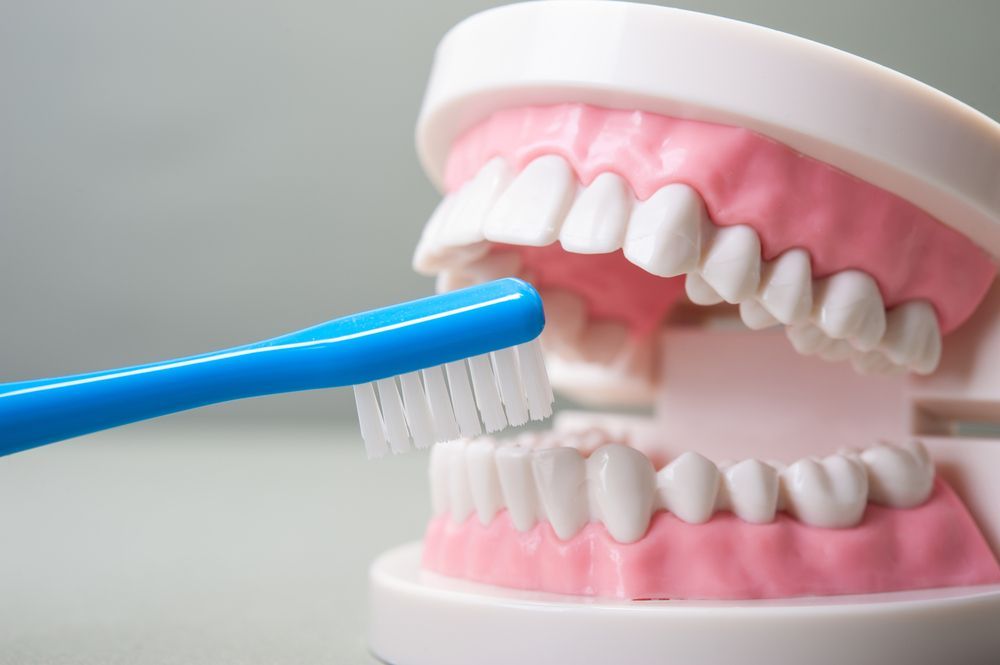 A Person Is Brushing A Model Of Teeth With A Blue Toothbrush — Dentures Direct Taree-Rod Hinton In Port Macquarie, NSW