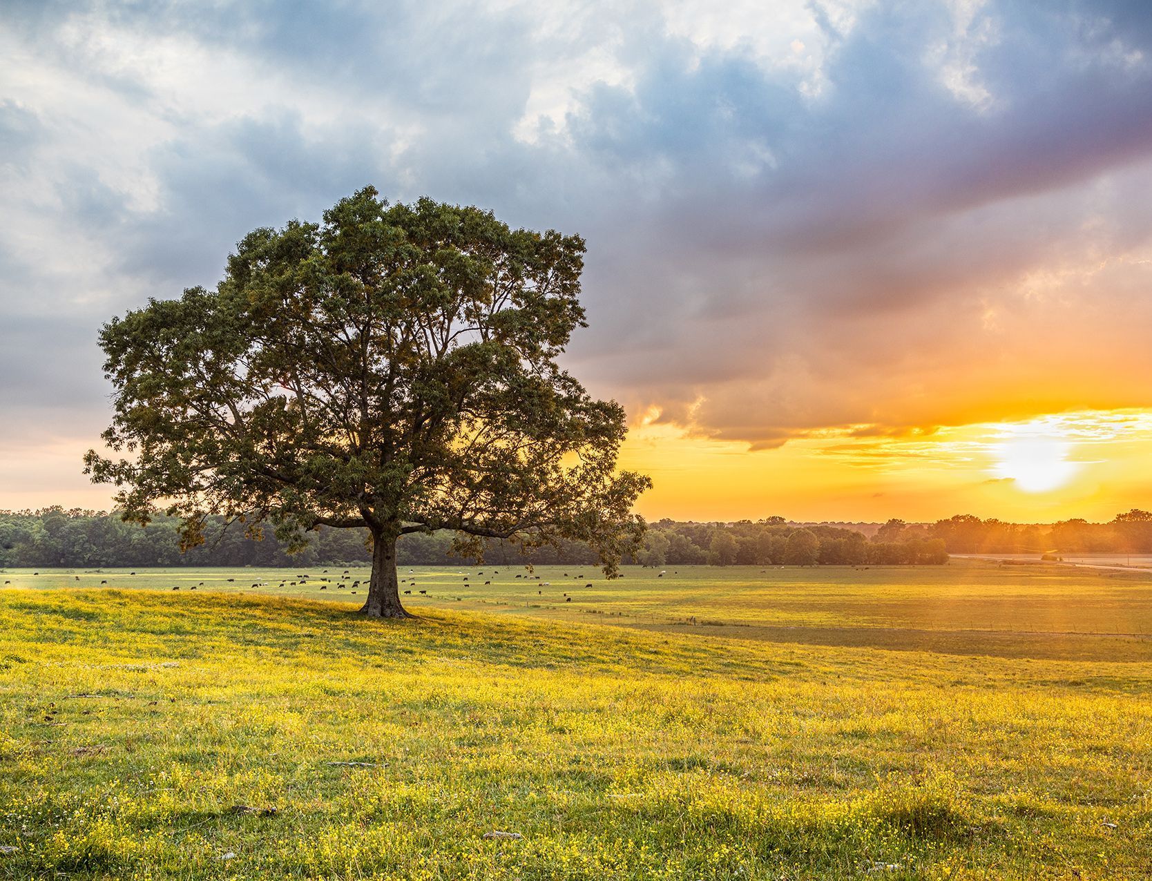 tree in a rural mississippi field