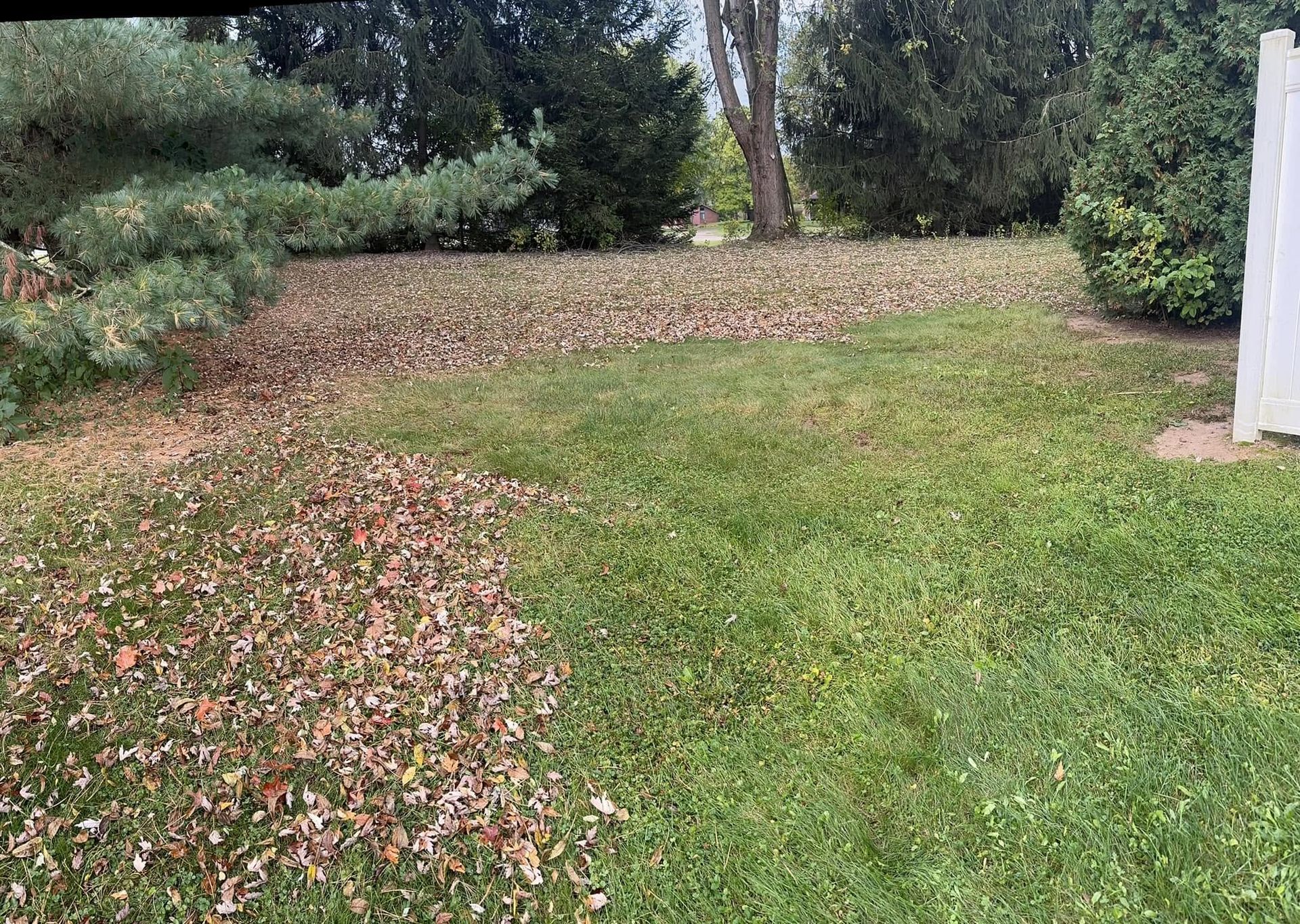 Grassy yard with a leaf-covered strip and shrubs along a wooded edge