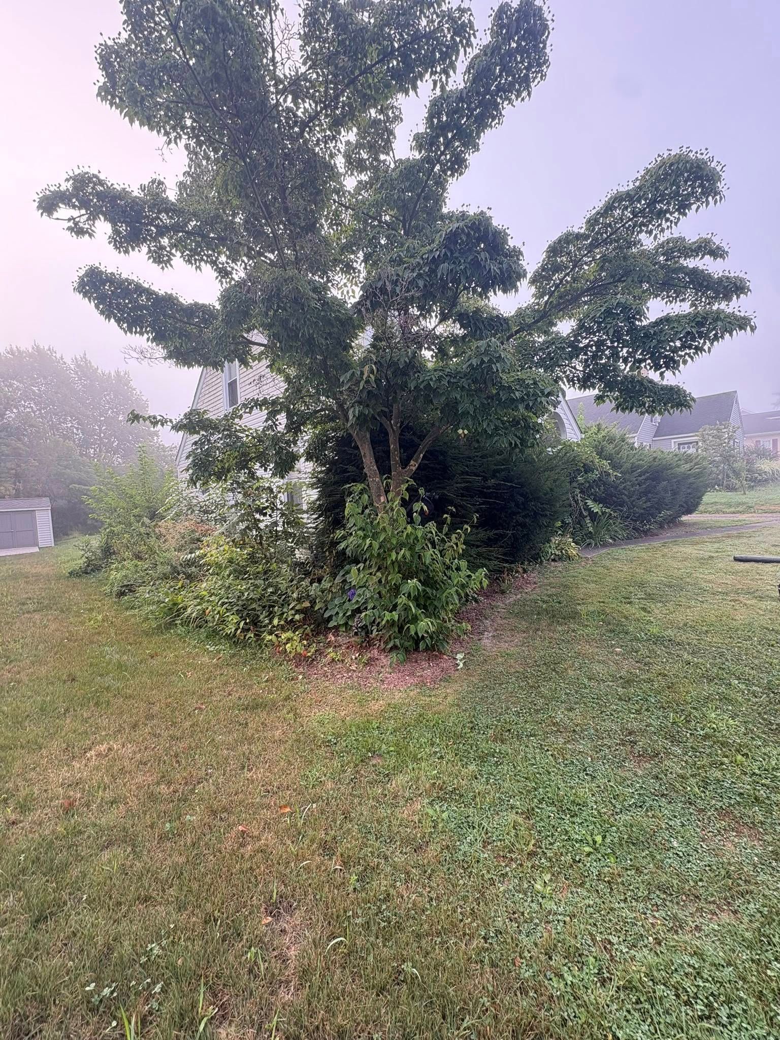 Foggy yard with a small leafy tree and grassy lawn surrounded by shrubs