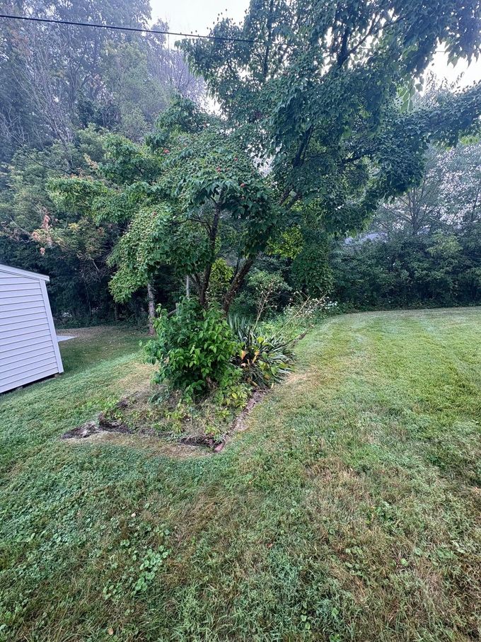 Rainy backyard with a small tree, grassy lawn, and a white shed in the background