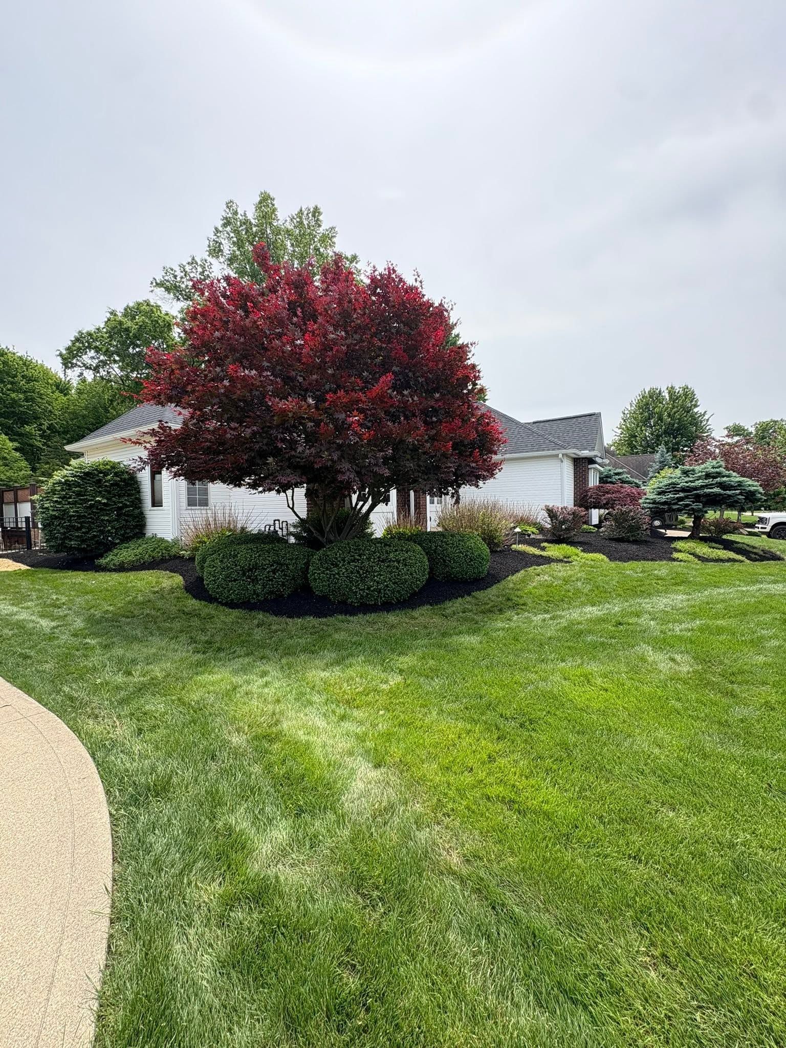 Suburban front yard with a red-leaf tree, manicured lawn, and white house under a cloudy sky