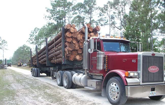 A red peterbilt truck is carrying logs on a dirt road