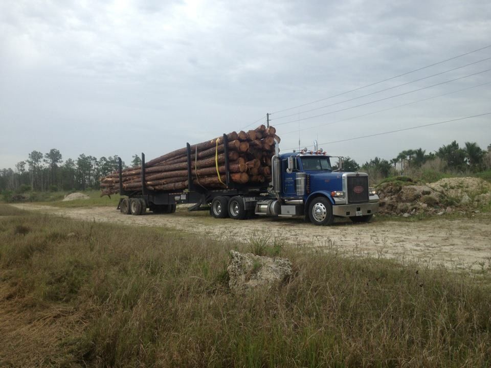 A blue semi truck is carrying logs on a trailer.