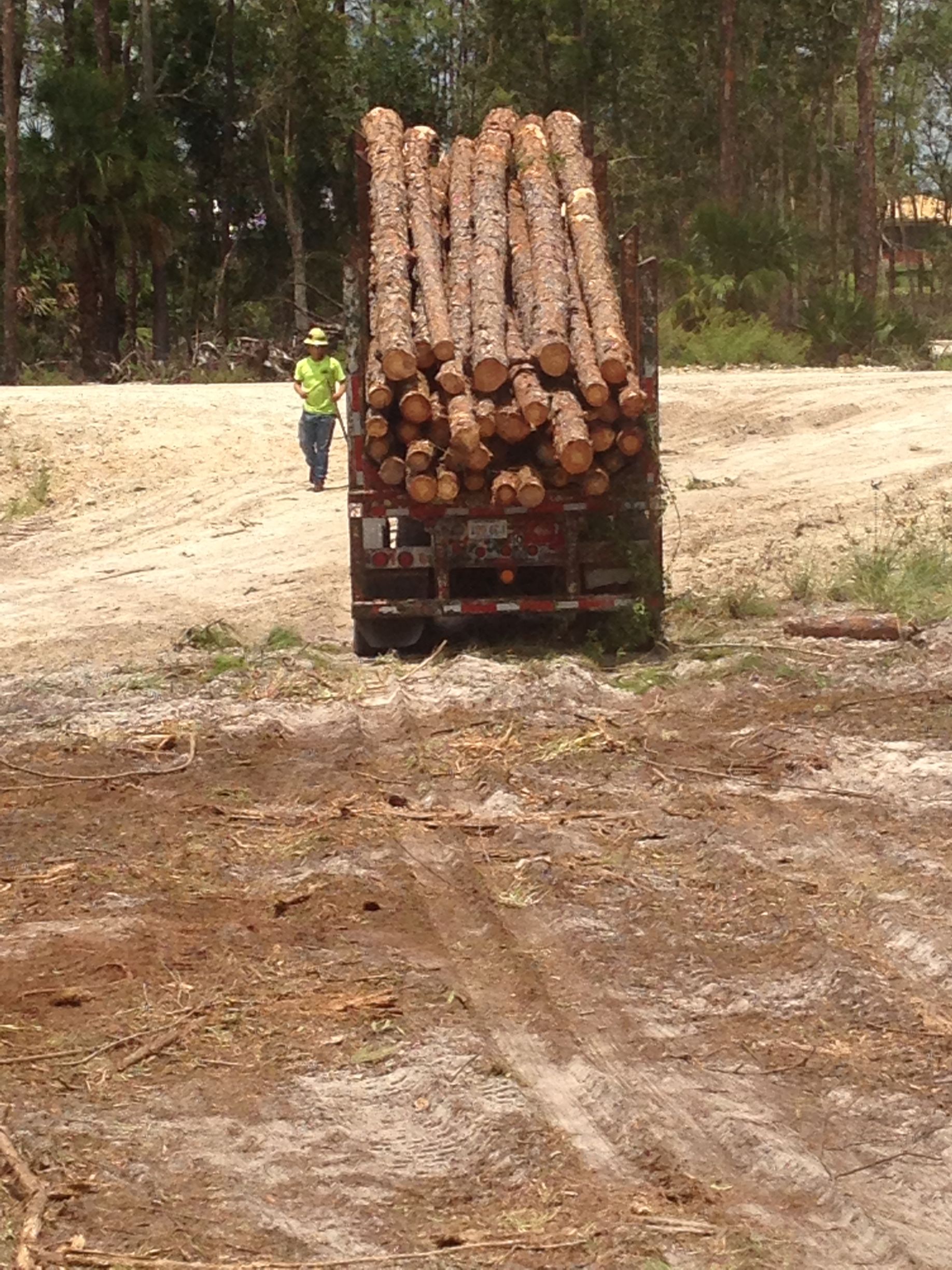 A man is walking down a dirt road next to a truck loaded with logs.