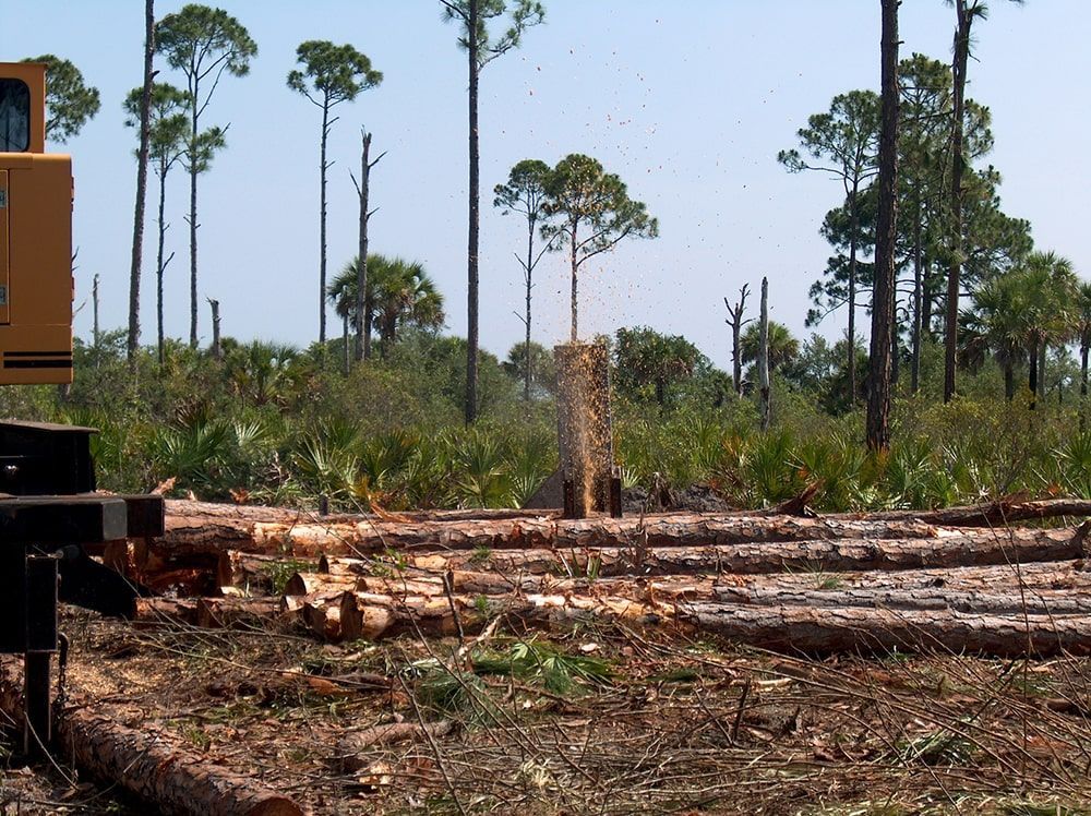 A yellow tractor is cutting logs in a forest