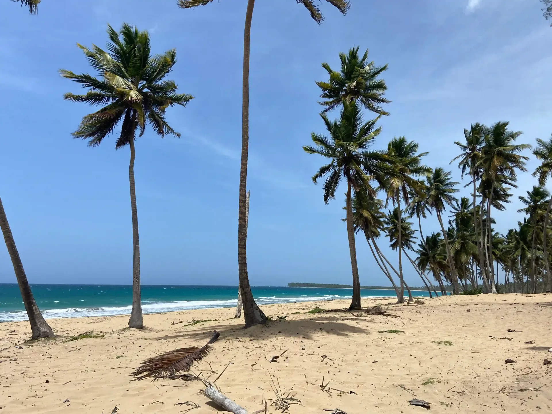 Playa apartada en la Isla Saona, con arena blanca y palmeras, que evoca un paraíso tropical.
