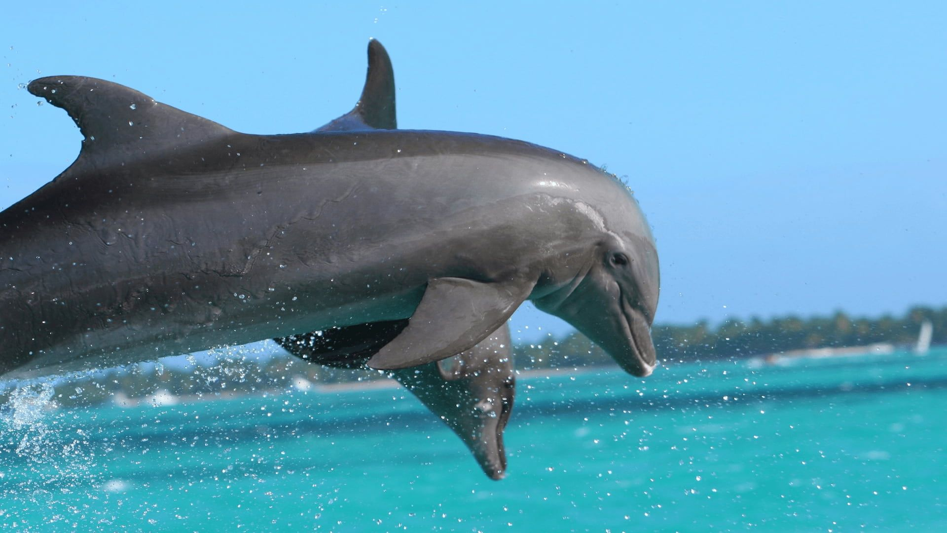 Nadar con delfines en Punta Cana, imagen de guía sobre encuentro o nado con delfines y consejos.