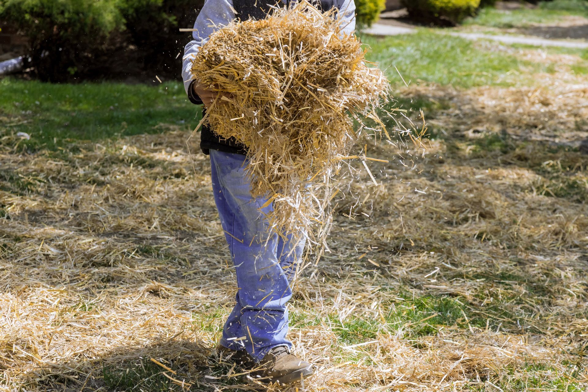 A man is carrying a large pile of hay in his hands. A man is carrying a large pile of straw in his hands.