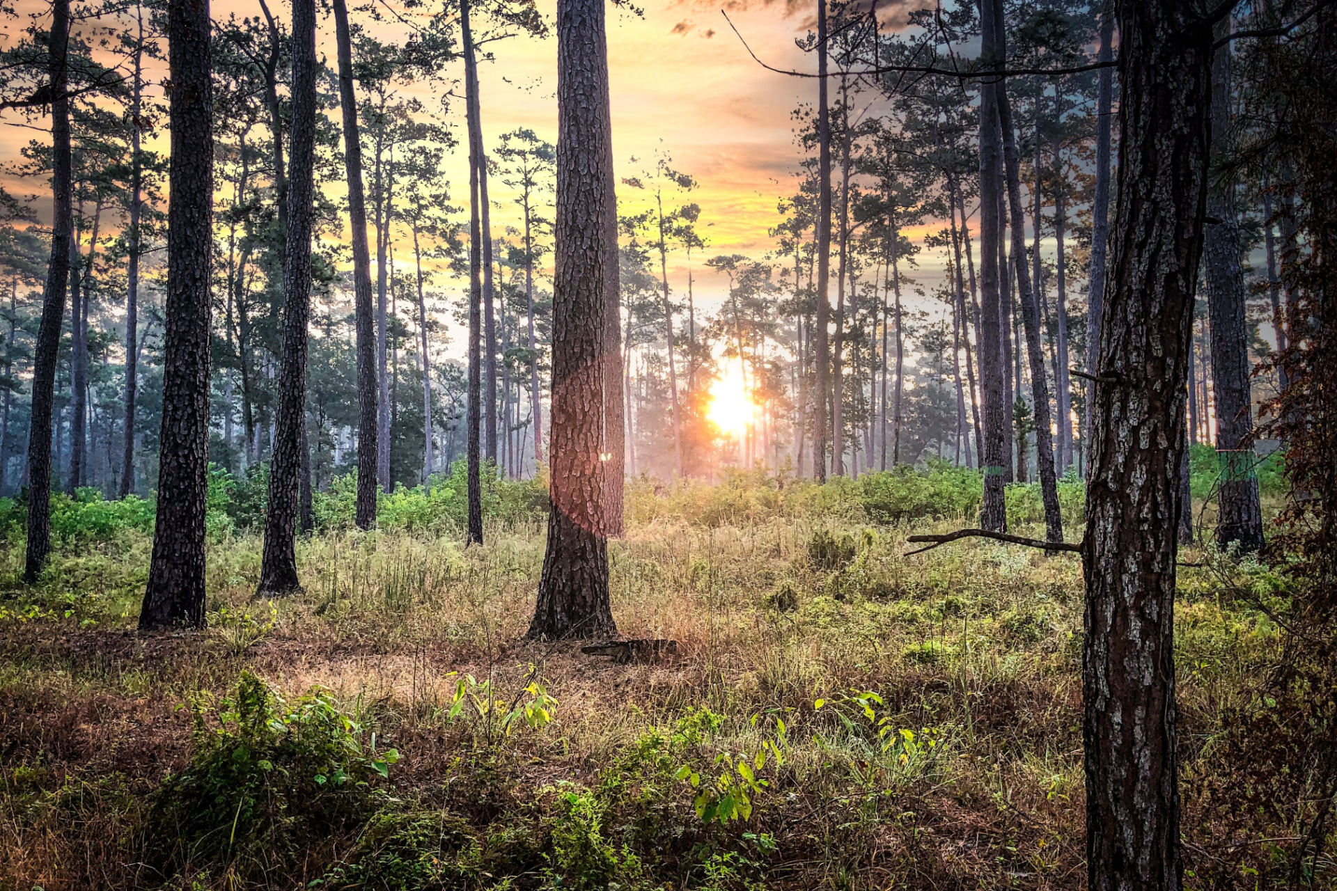 Sunrise filtering through tall pine trees in a quiet forest clearing