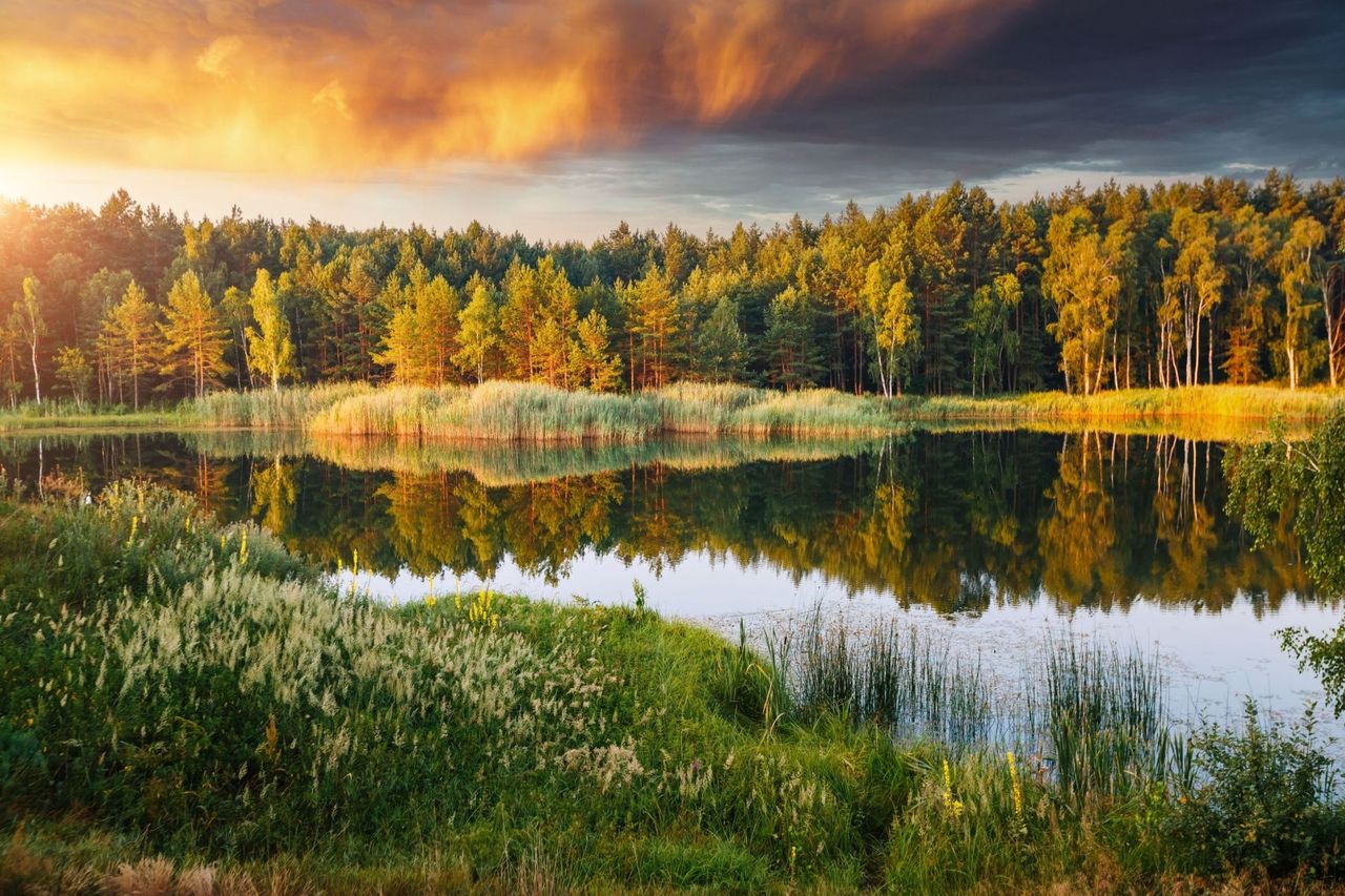 Sunset over a calm lake reflecting golden trees and a cloudy sky, with green grass in the foreground