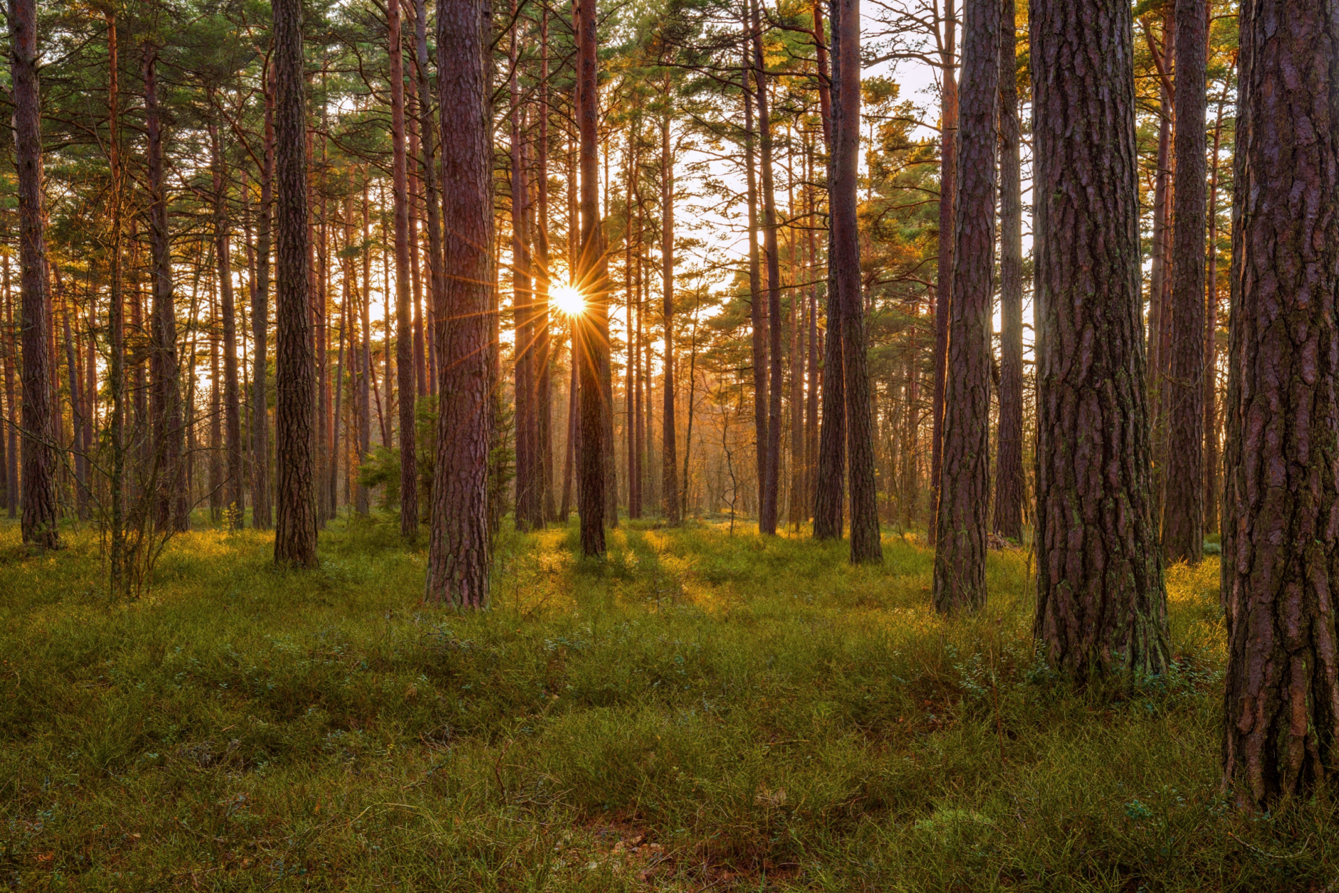 Sunlight filtering through a pine forest with tall trees and green grass