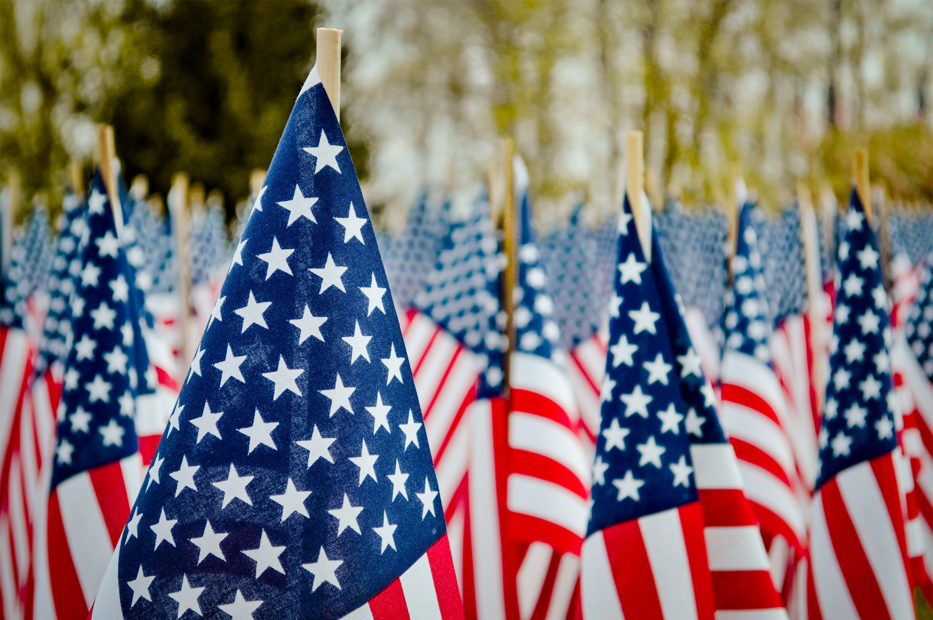 Rows of American flags waving outdoors in a sunny setting