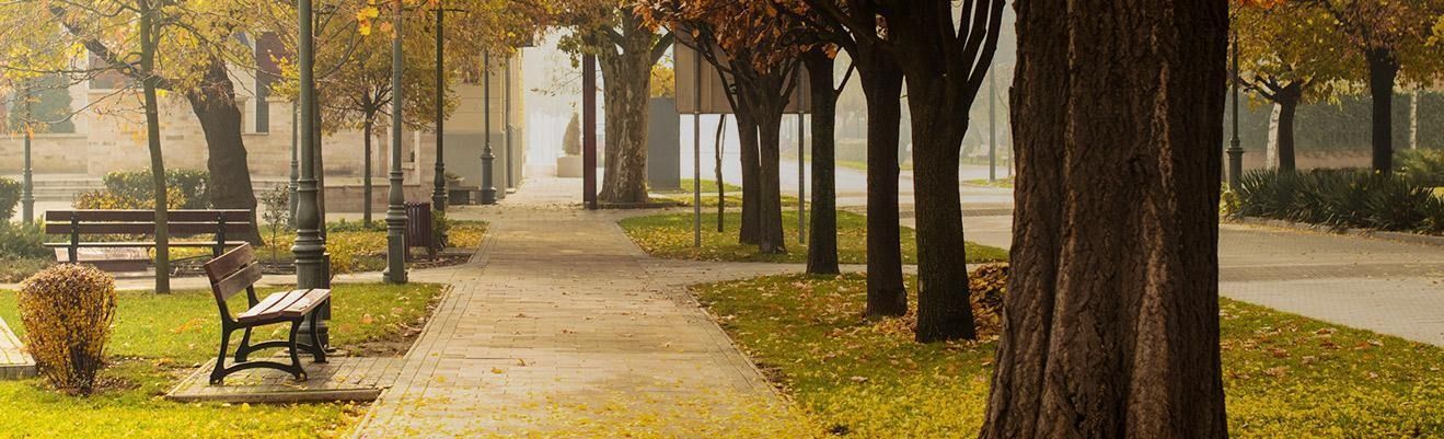Autumn park path lined with trees and benches, with fallen yellow leaves in warm sunlight