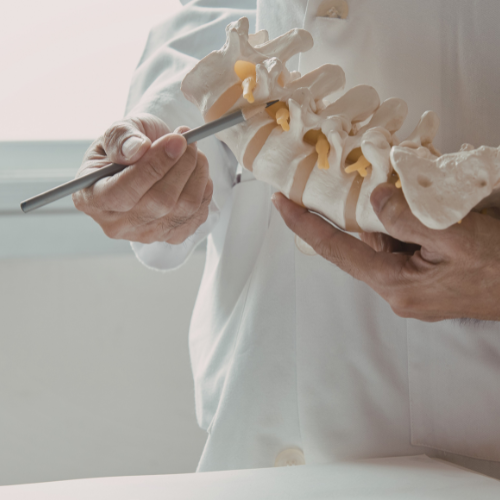 Hands holding a spine model with a pointer in a white clinical setting