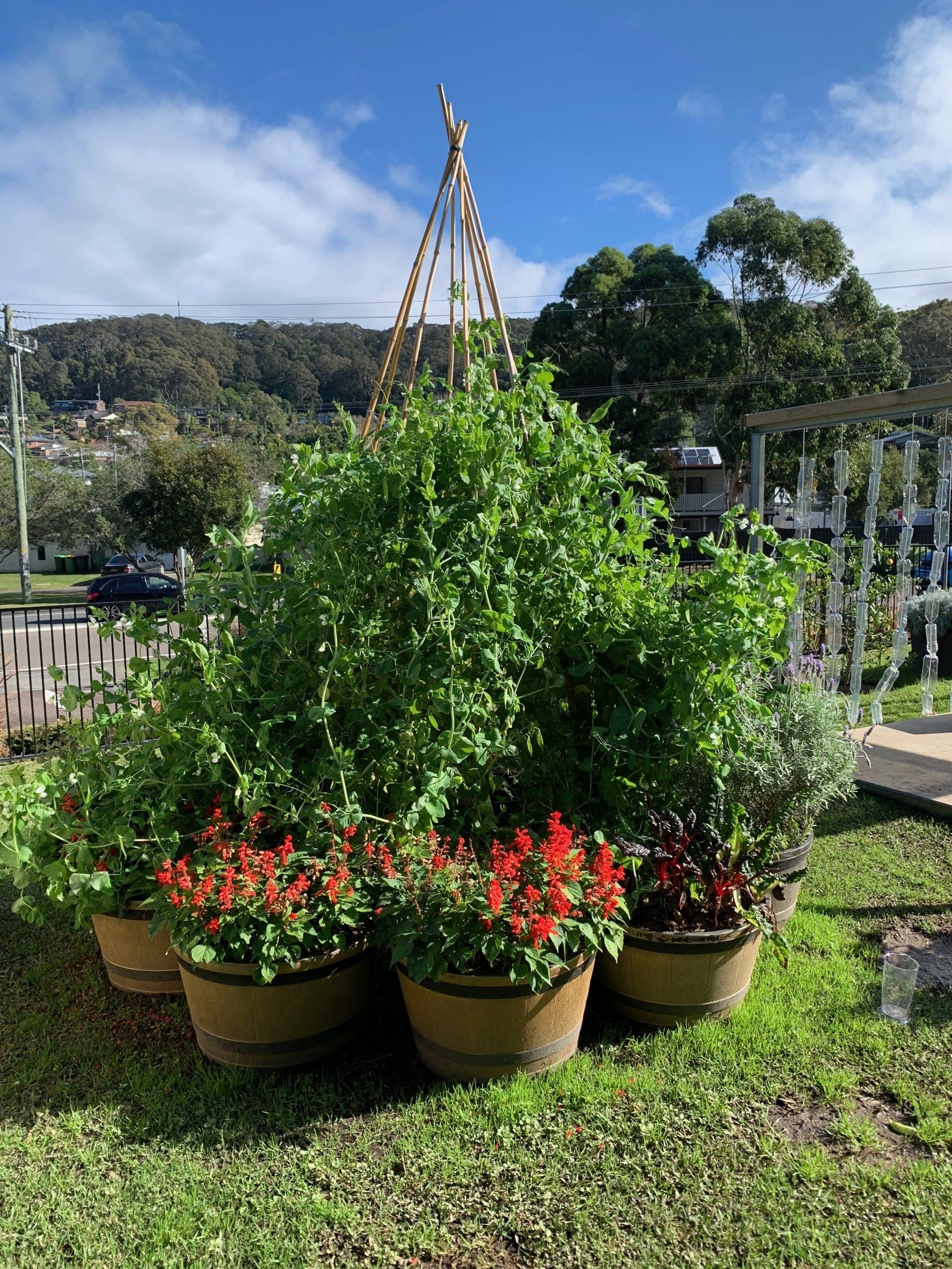 A Bush With Red Flowers — Juniors At Wamberal in Wamberal, NSW