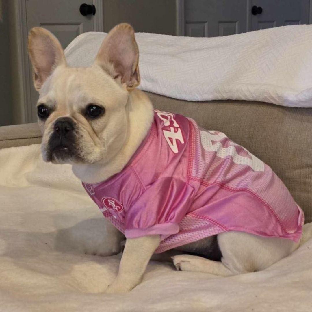 French bulldog wearing a pink jersey, sitting on a bed.