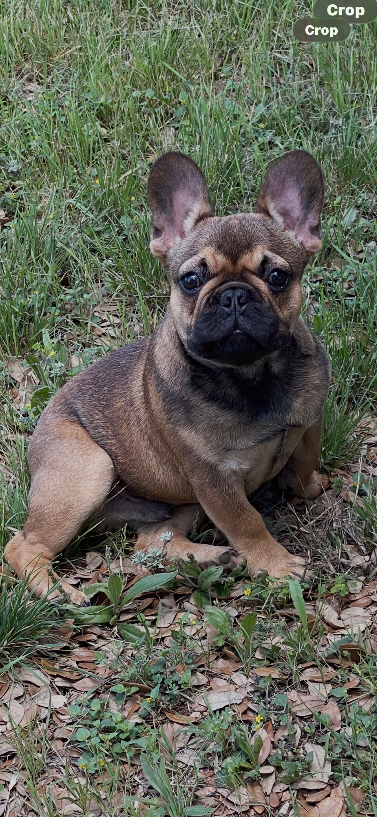 Brown French bulldog sitting on grass with ears perked up and tongue slightly out