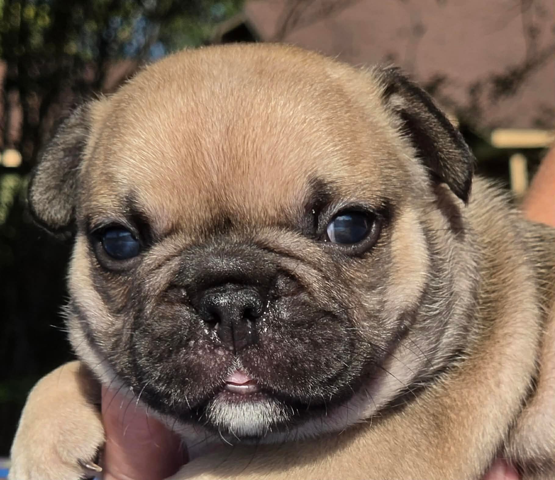 French bulldog peeking out from behind a black outline of Texas.