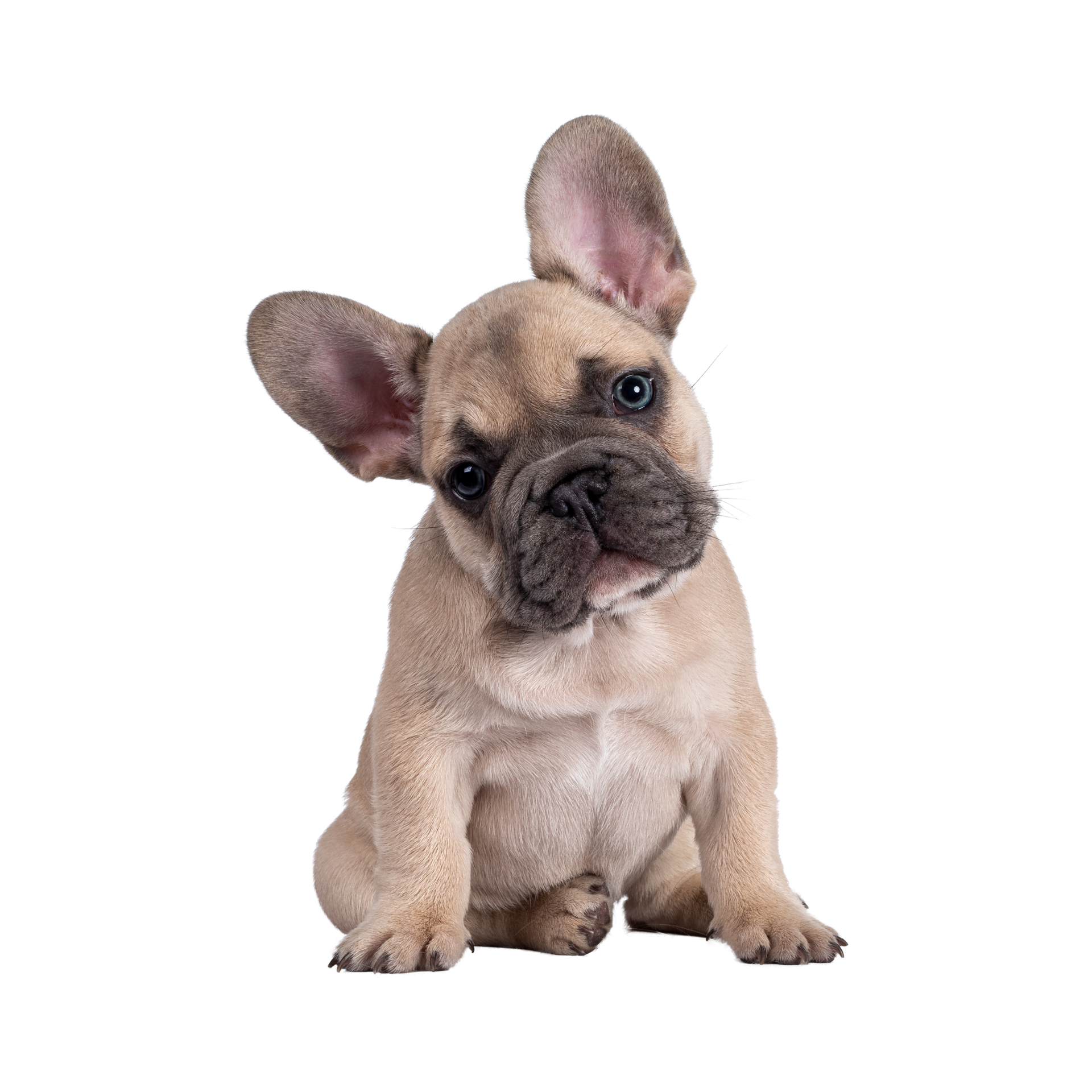 French Bulldog puppy with tan fur, head tilted, looking curiously.