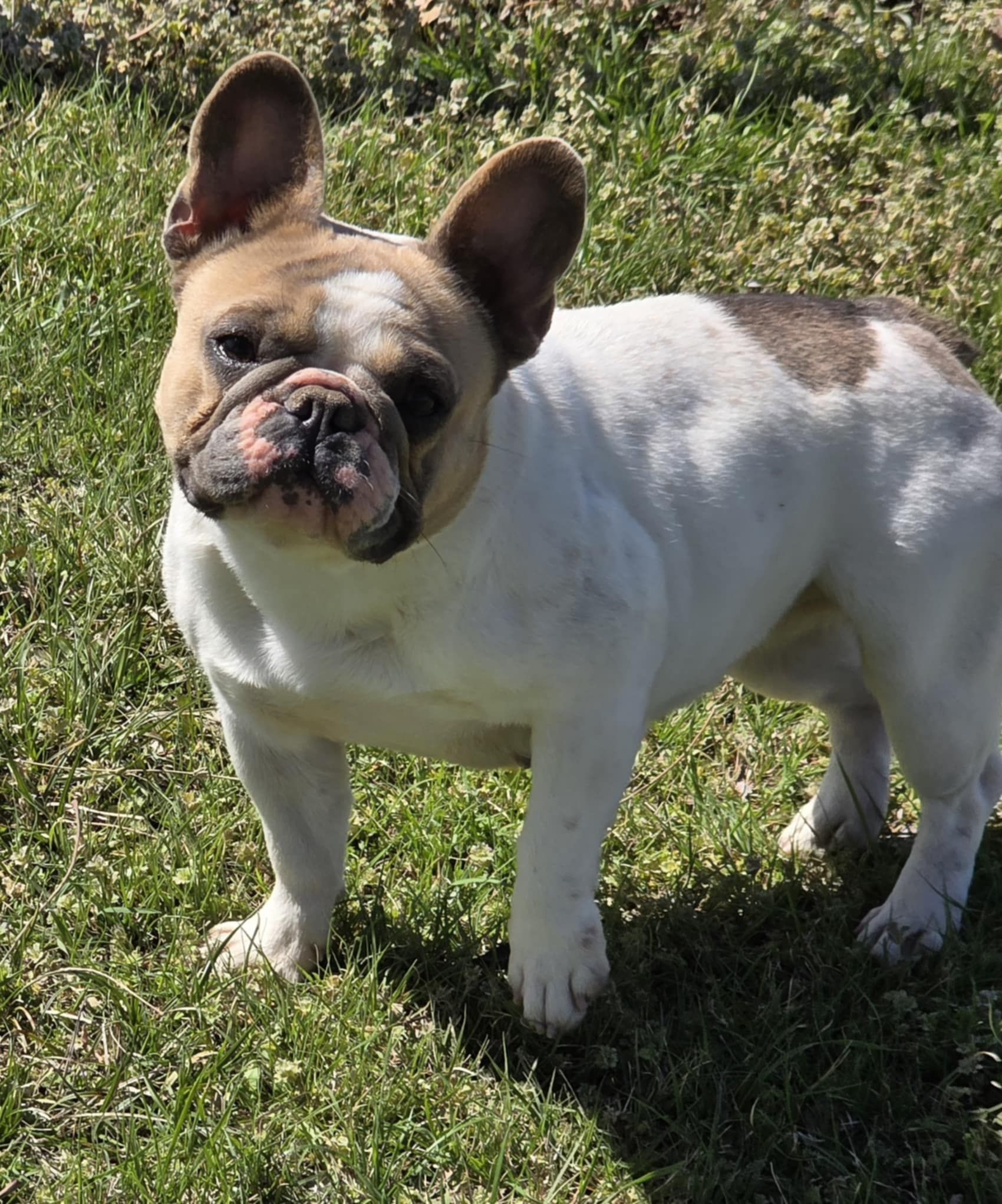 Brown French bulldog standing on asphalt, looking at the camera.