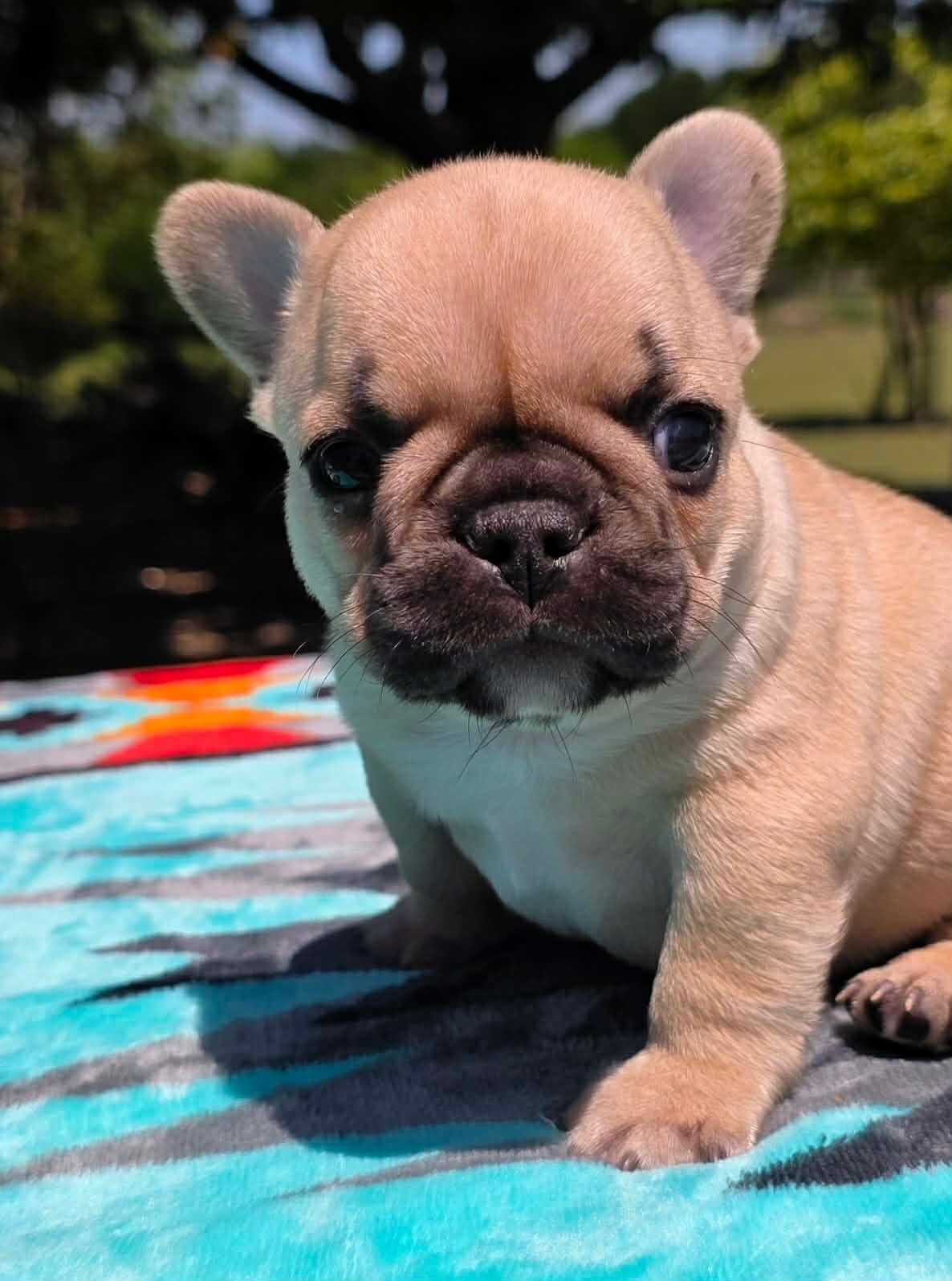 French bulldog puppy on a colorful blanket outdoors, looking at the camera.