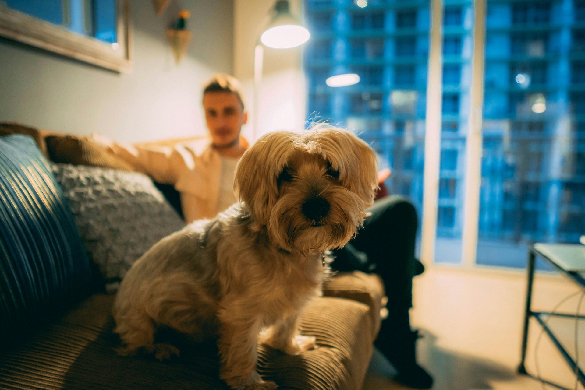 Dog-friendly apartment with a single male