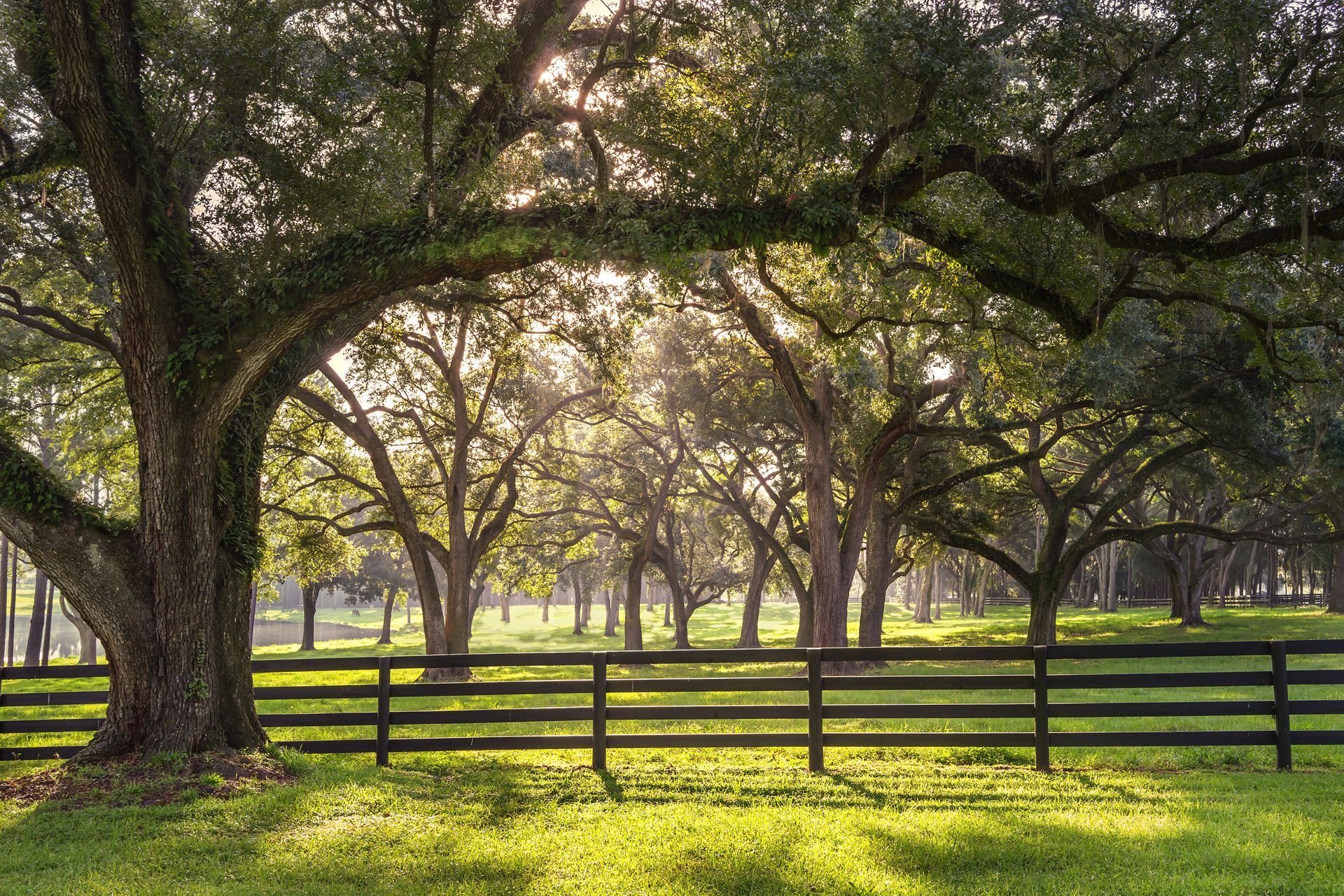 Lush green landscape with oak trees, a dark wooden fence, and sunlight filtering through the trees.- Richmond Hill, GA Lush green landscape with oak trees, a dark wooden fence, and sunlight filtering through the trees.- Richmond Hill, GA