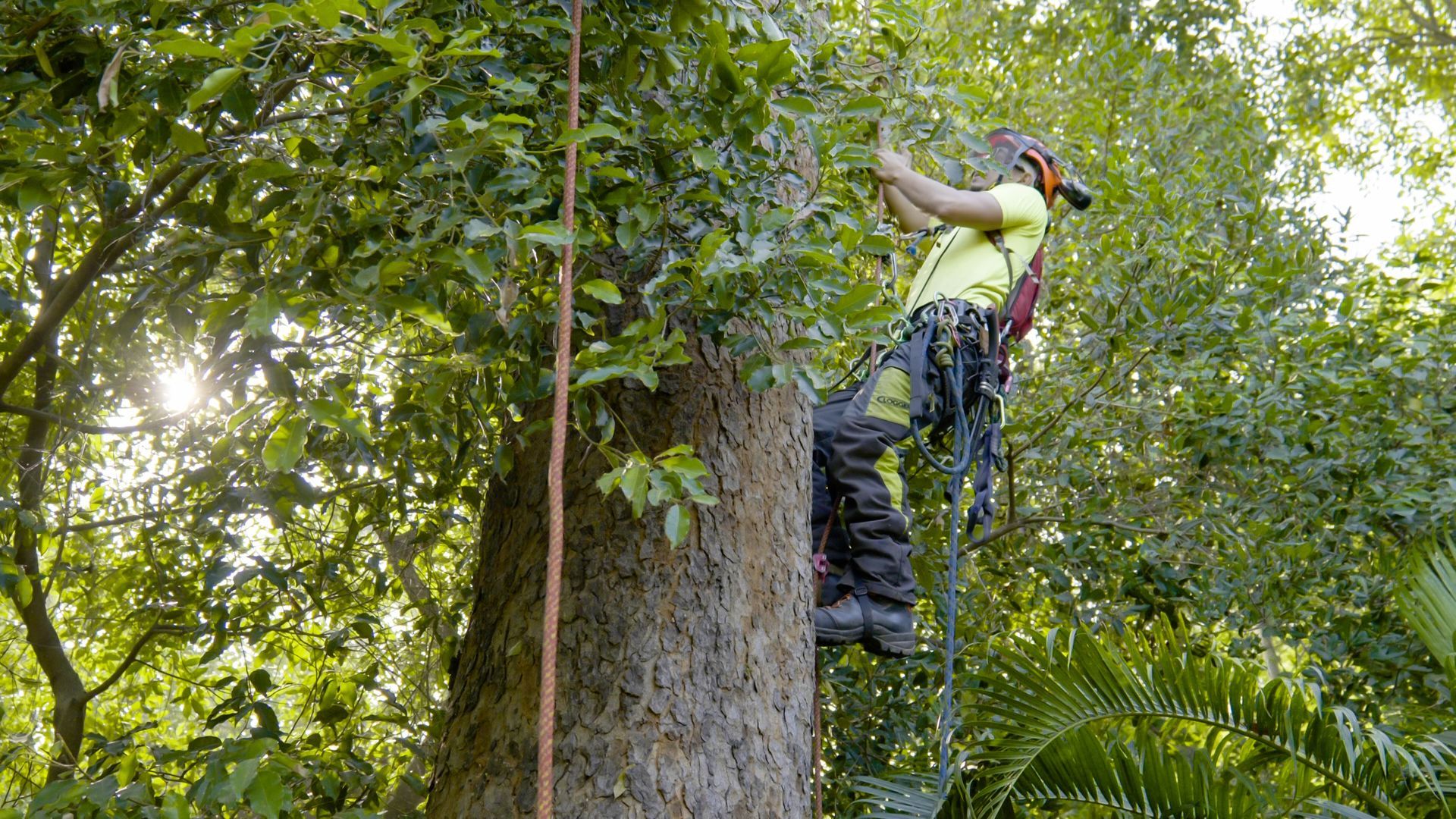 Arborist using ropes and safety gear while trimming branches high in a tree.