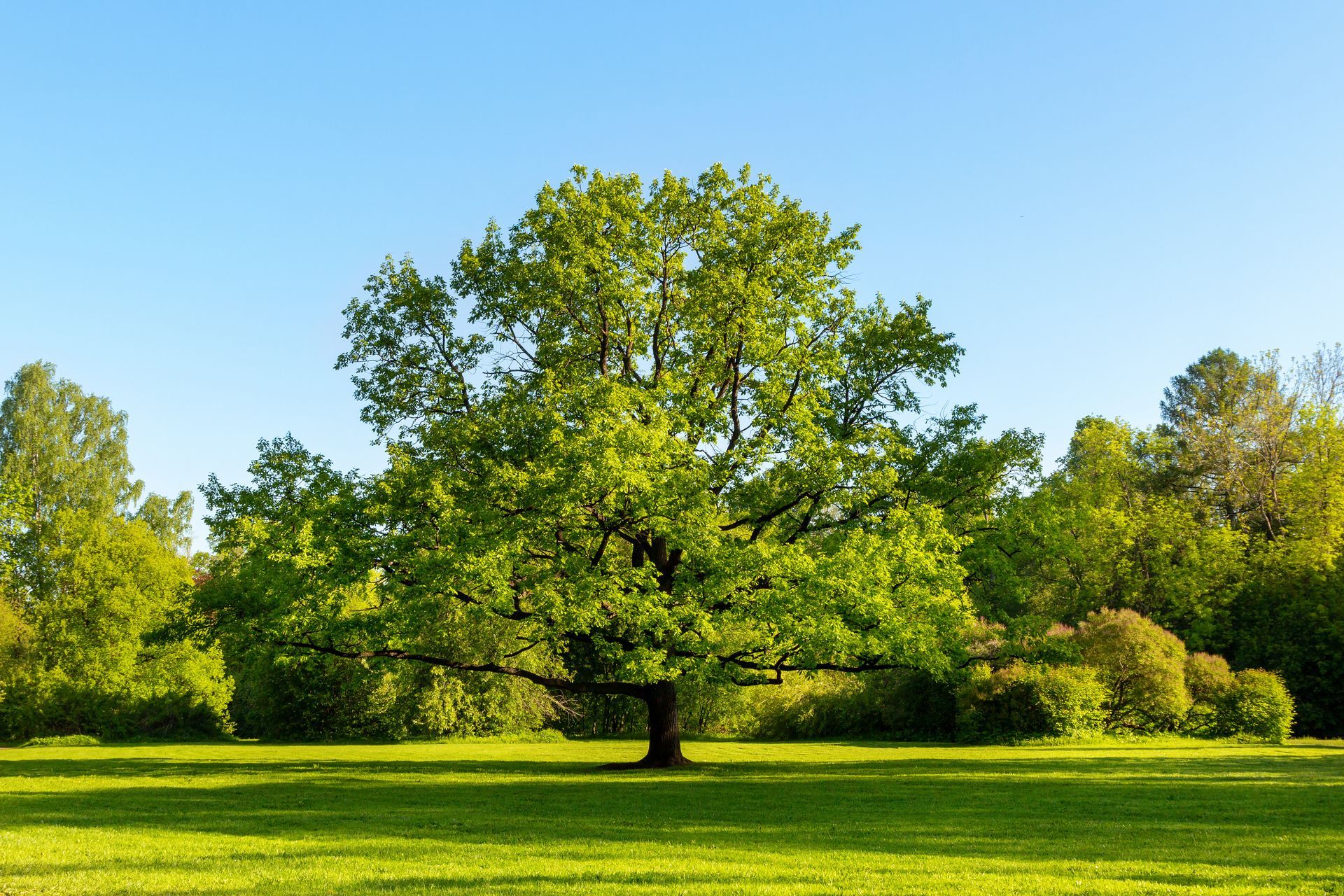Large tree in a green field, surrounded by other trees and a blue sky. - Savanna Southbridge Large tree in a green field, surrounded by other trees and a blue sky. - Savanna Southbridge