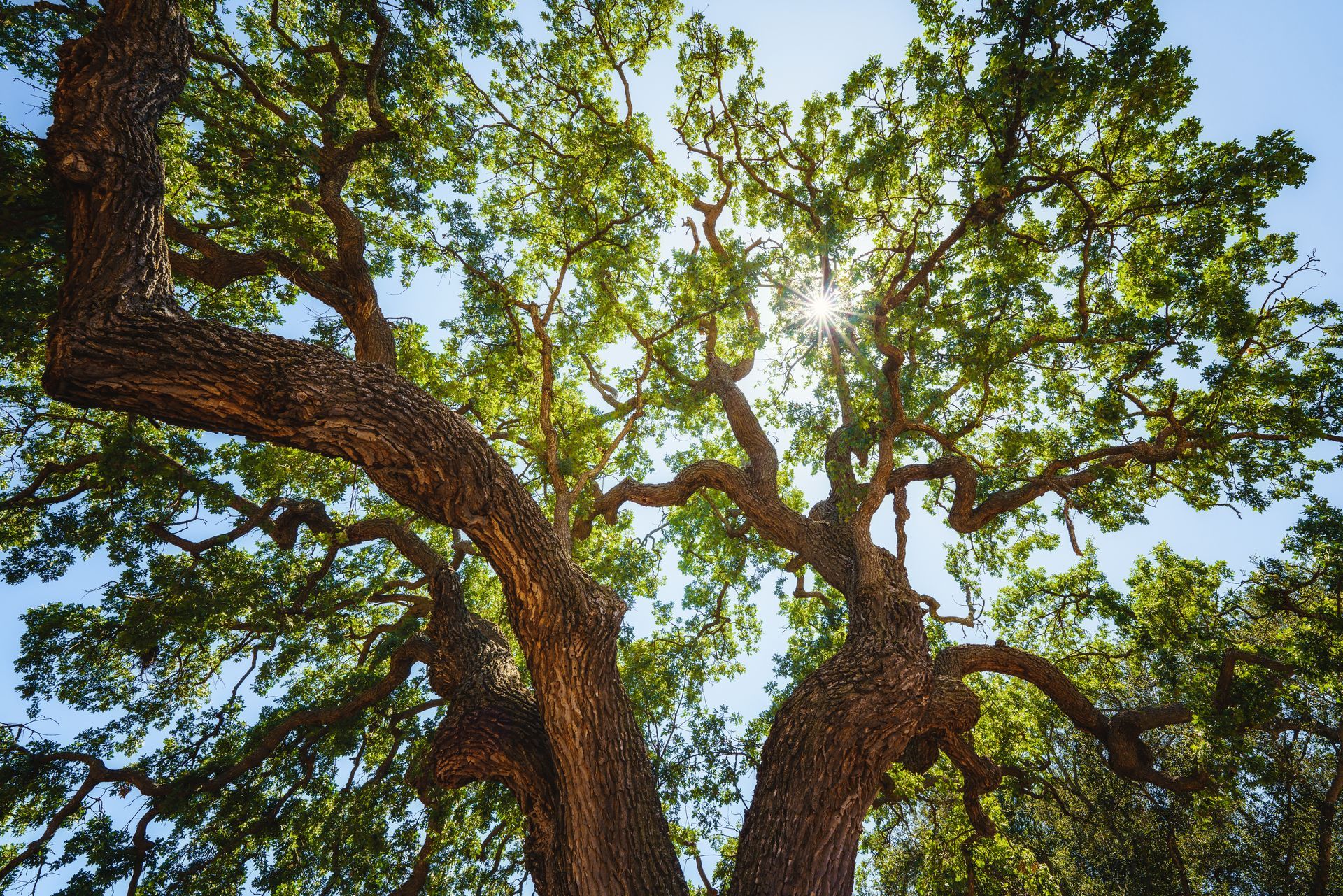 Sun shining through the green leaves and branches of a large tree, blue sky. - Skidaway Island, GA Sun shining through the green leaves and branches of a large tree, blue sky. - Skidaway Island, GA
