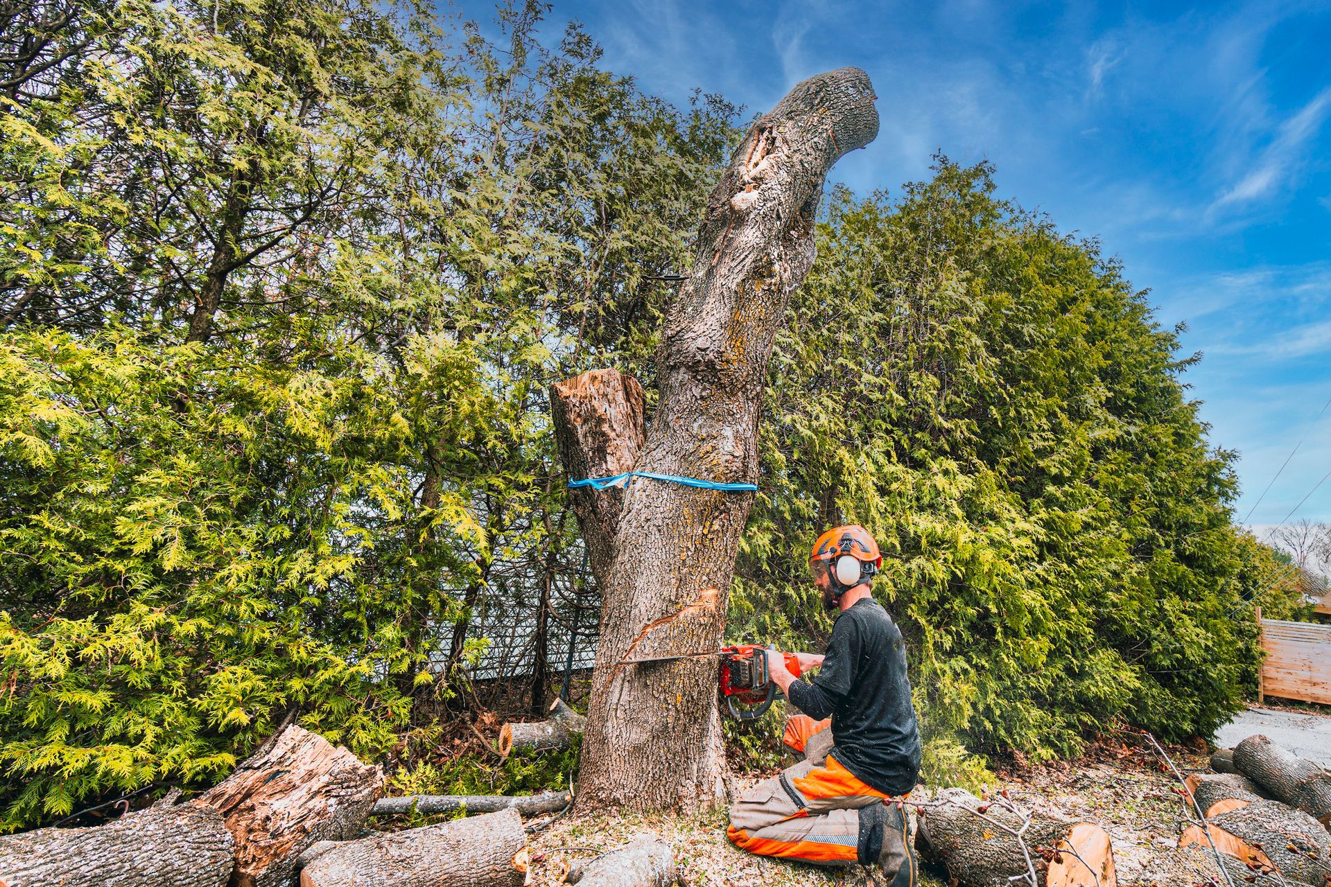 Man in safety gear using a chainsaw to cut down a tree. Outdoors, sunlight, greenery in the background.