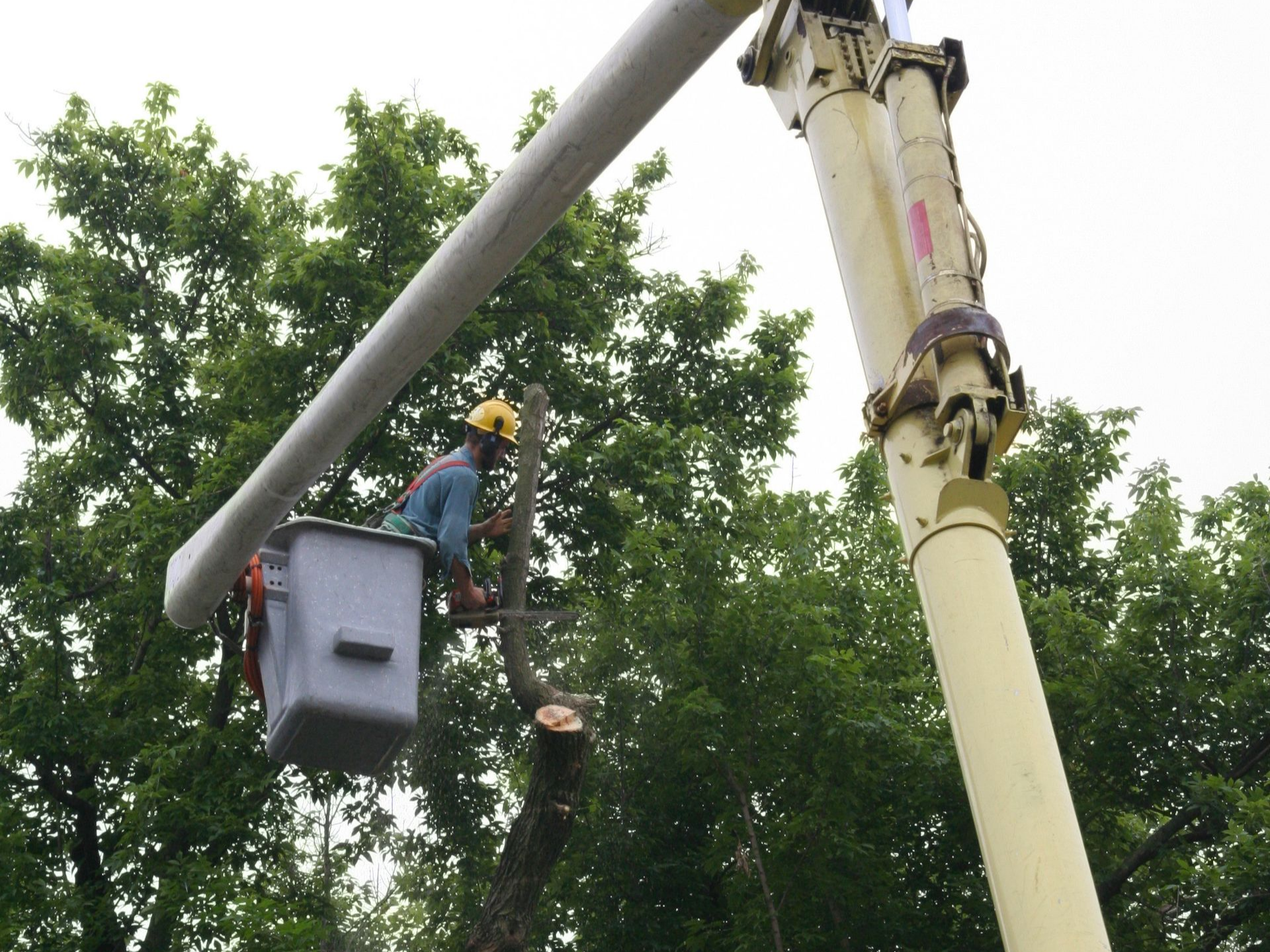 Tree Masters of Savannah | Professional Tree Care on Tybee Island Tree Masters of Savannah | Professional Tree Care on Tybee Island