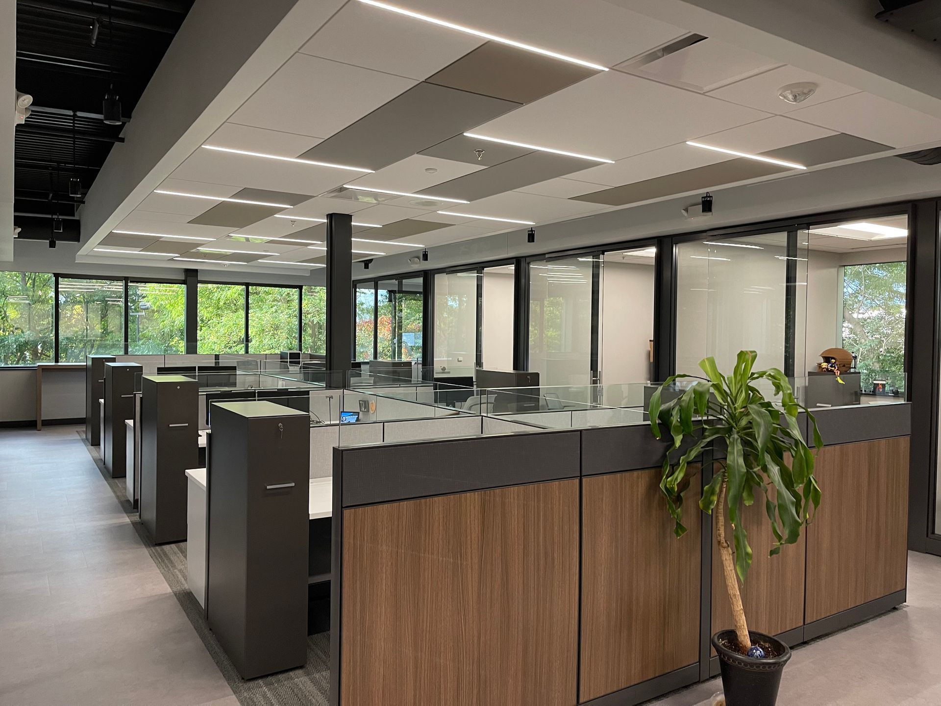 Office cubicles with wood and gray accents, large windows, and a potted plant.