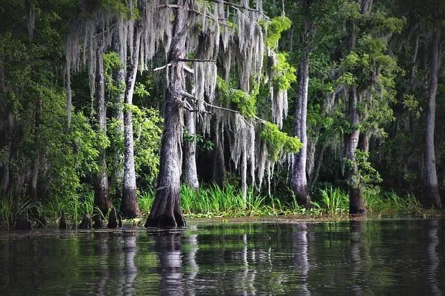 Swamp