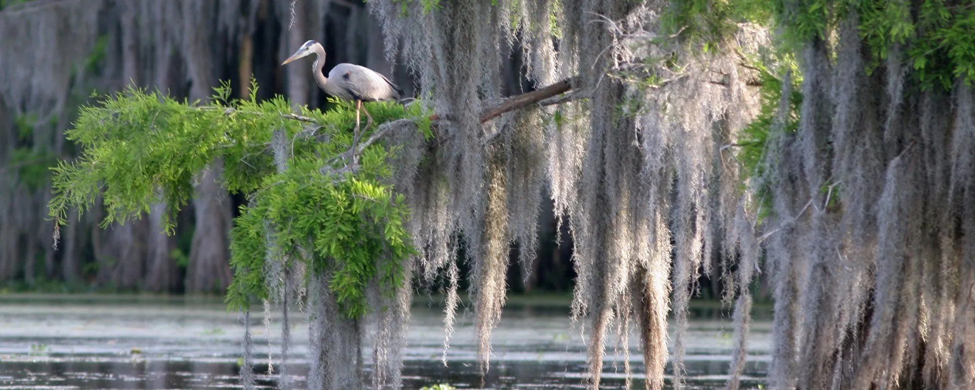 A Bird on Top of a Branch