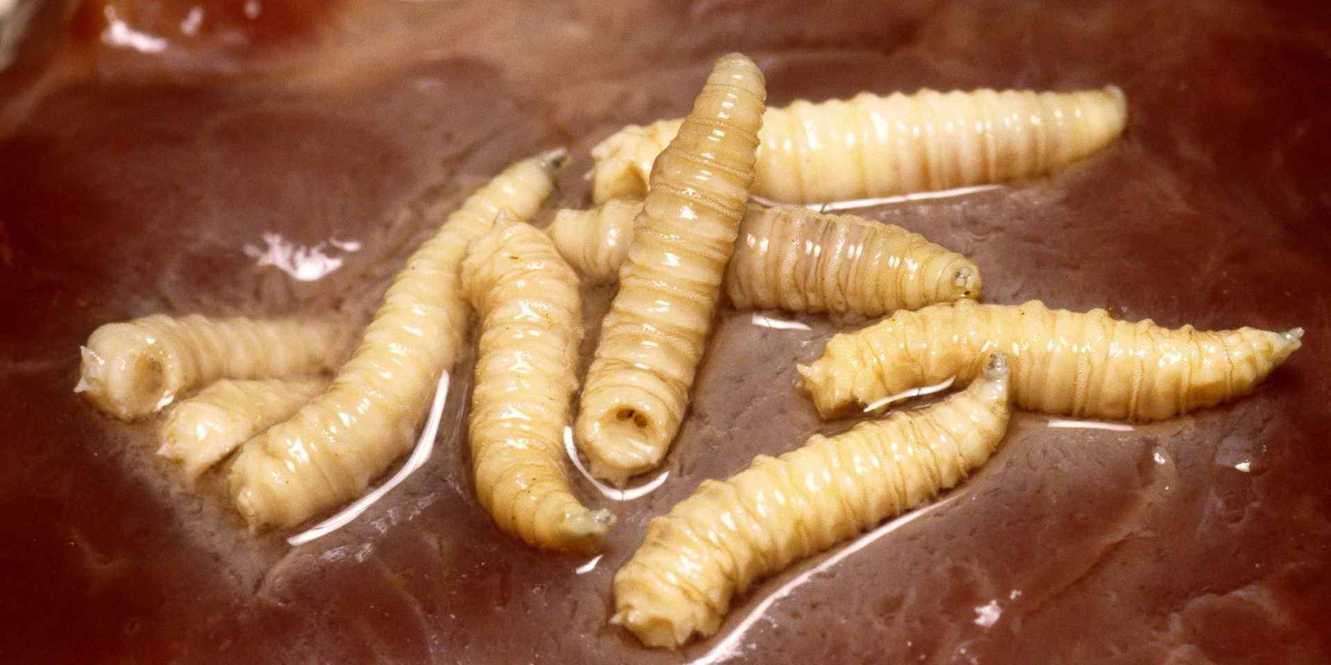 maggots close up nature's crime scene cleaning crew
