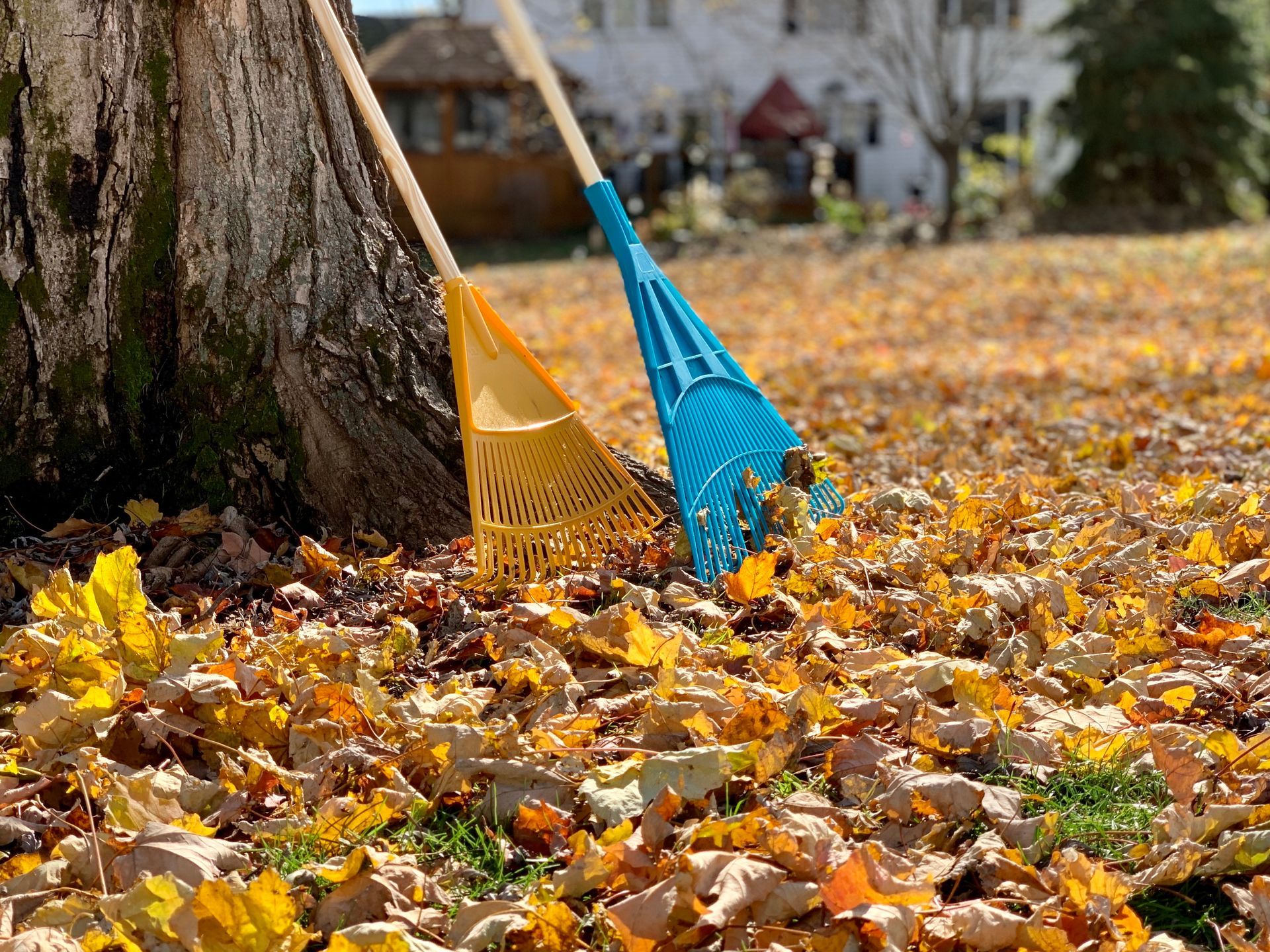 Two rakes, one orange and one blue, leaning against a tree in a leaf-covered yard