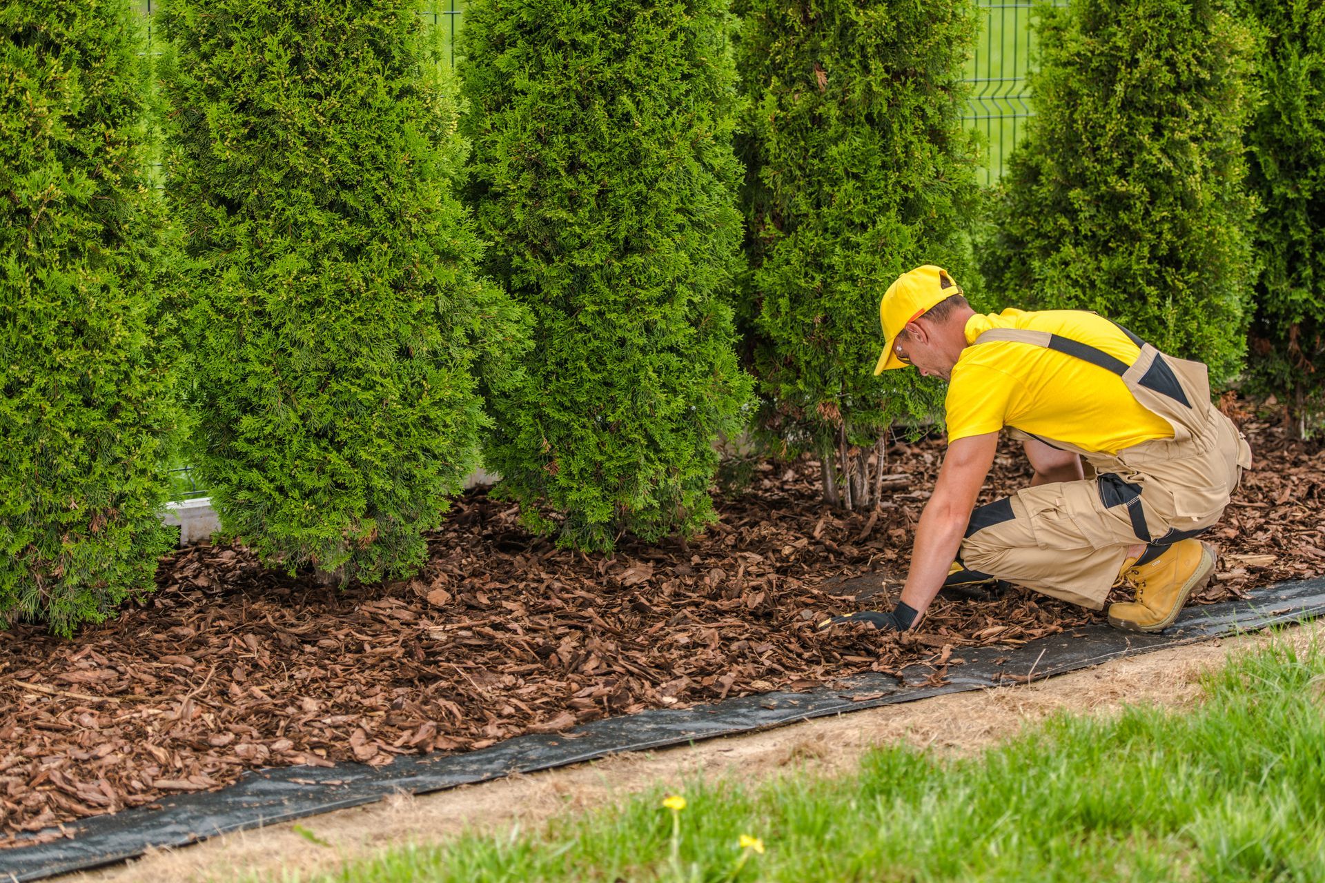 Gardener in yellow uniform kneeling by tall green hedges, planting along a mulched garden bed