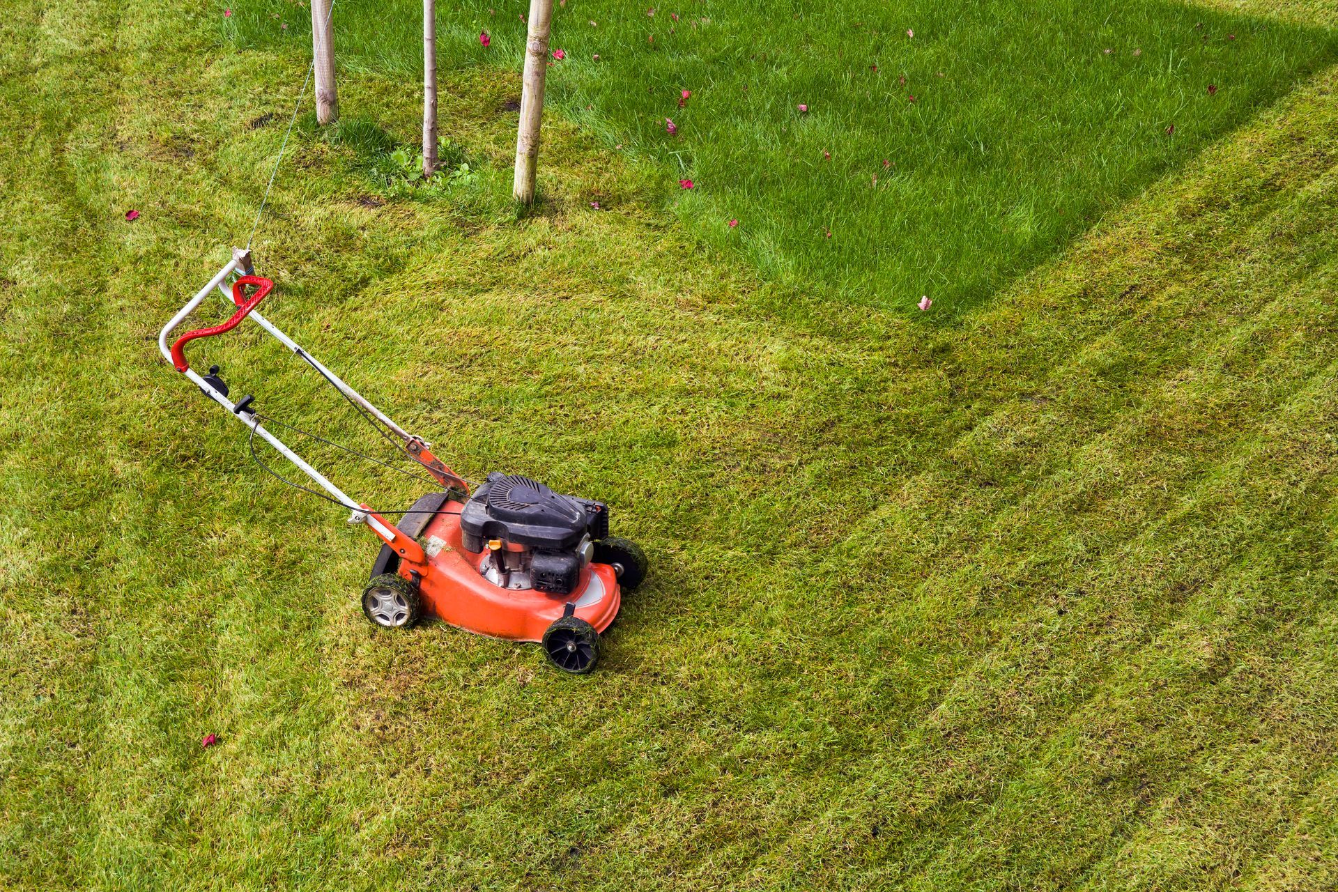 Red lawn mower cutting grass on a green lawn near a few young trees.