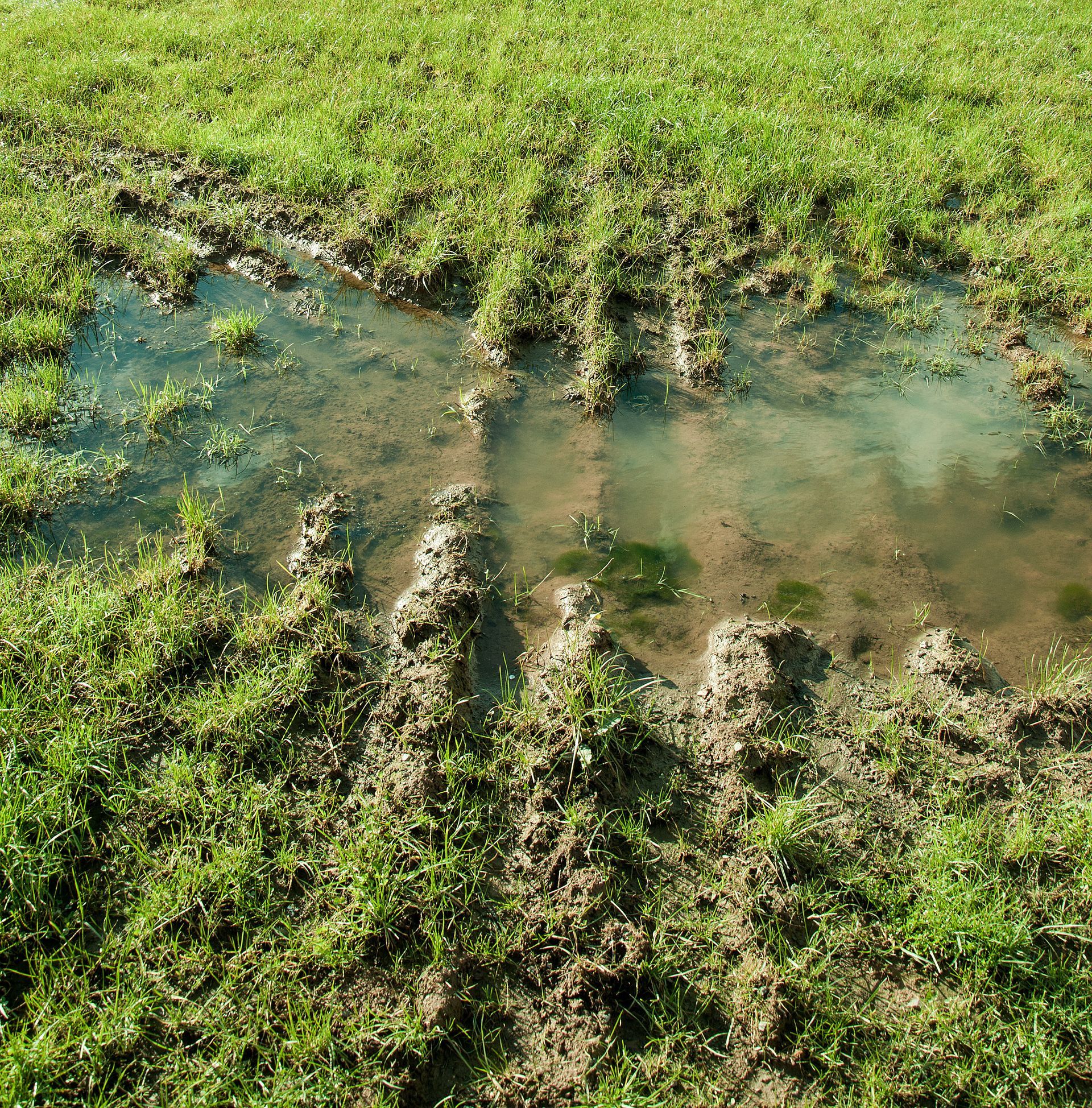 Muddy puddle in a grassy field with standing water and tire tracks