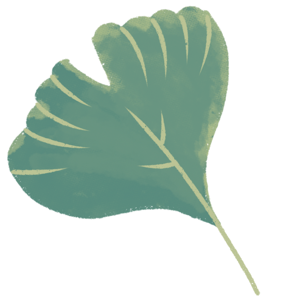 A light green ginkgo leaf with subtle texture and a beige stem.